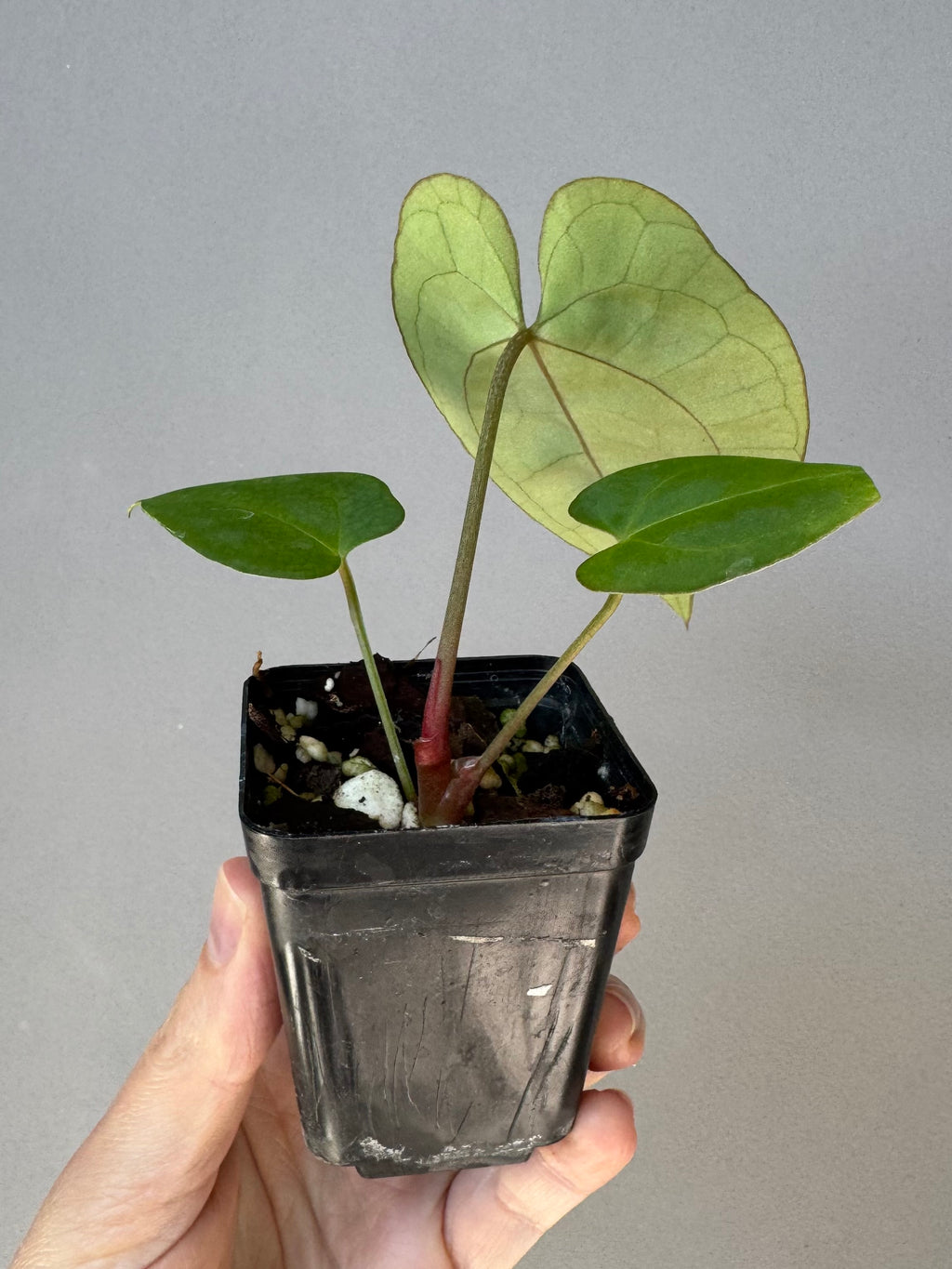 Anthurium crystallinum x papillilaminum