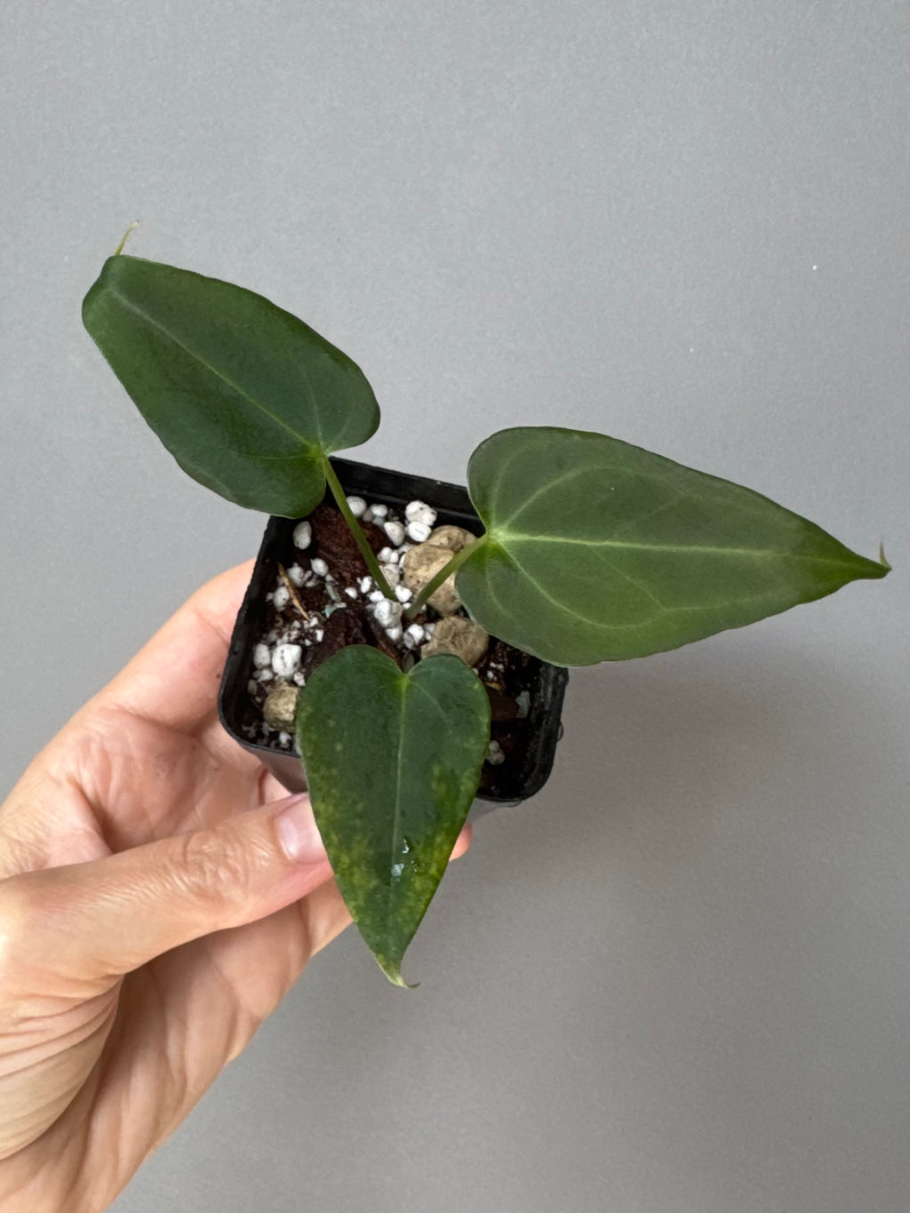 Anthurium (MagCrystalxNoID) x Delta Force