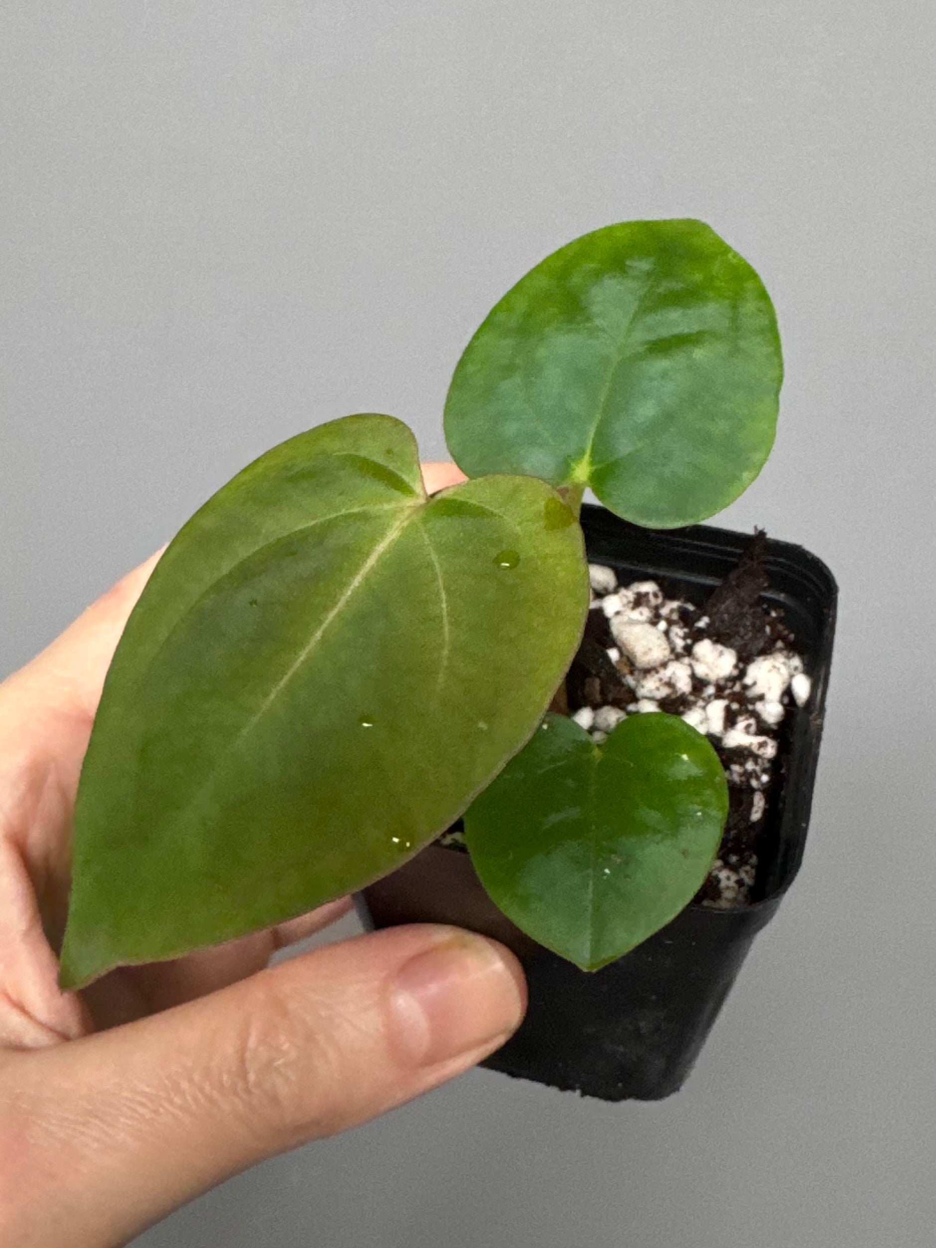 Anthurium (Papillilaminum Daniel x Besseae aff.) x  (NSE Red Crystallinum x Carlablackiae)