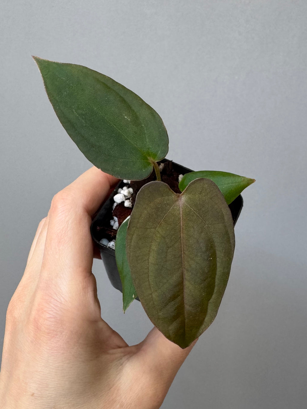 Anthurium BVEP x (Red Crystallinum x BVEP)