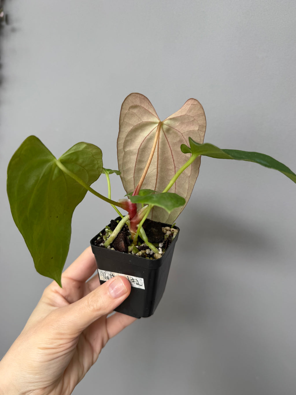 Anthurium (NoID x Papi Indo #2) x  (NoID x Papi Indo #1)