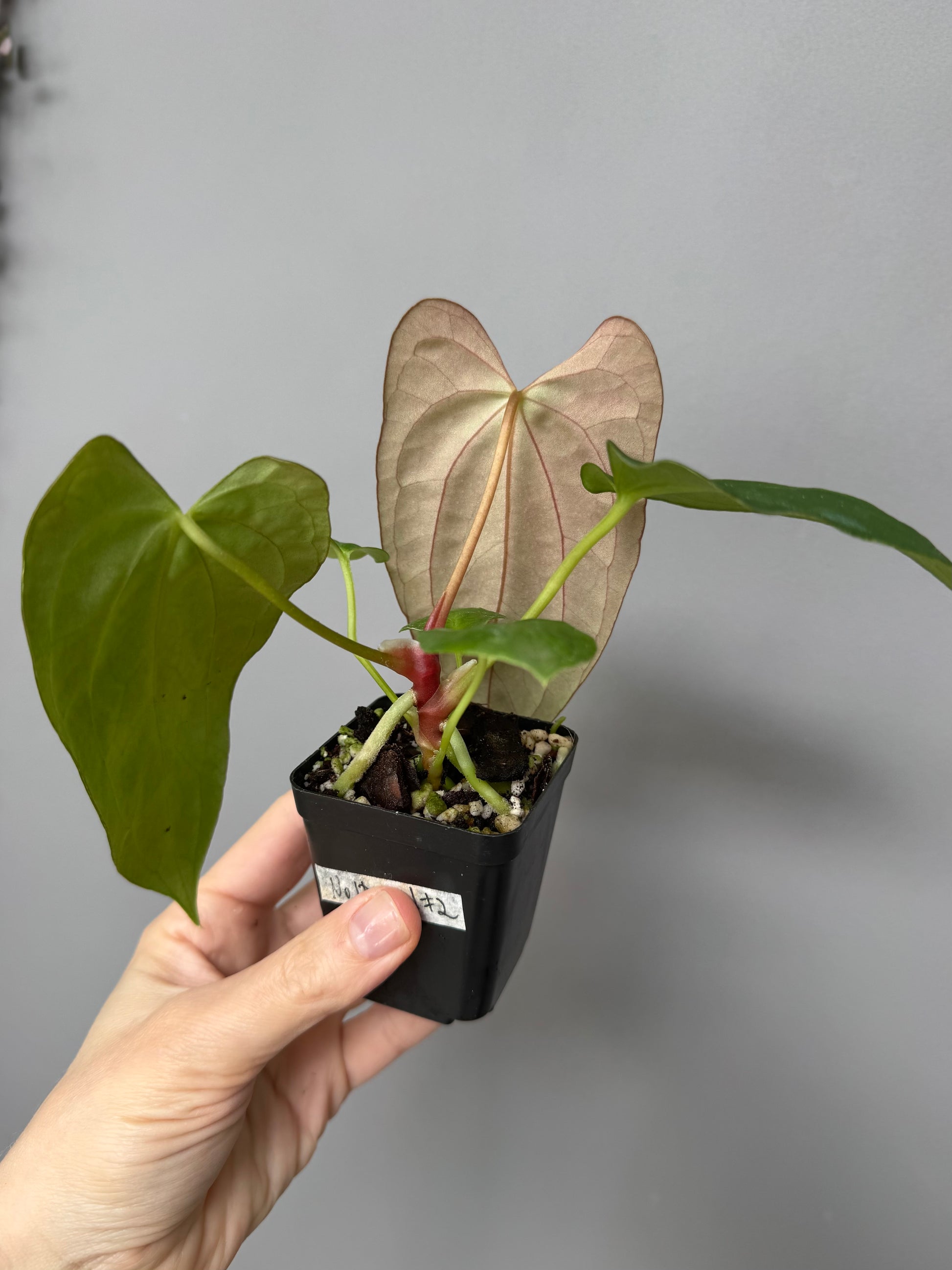 Anthurium (NoID x Papi Indo #2) x  (NoID x Papi Indo #1)