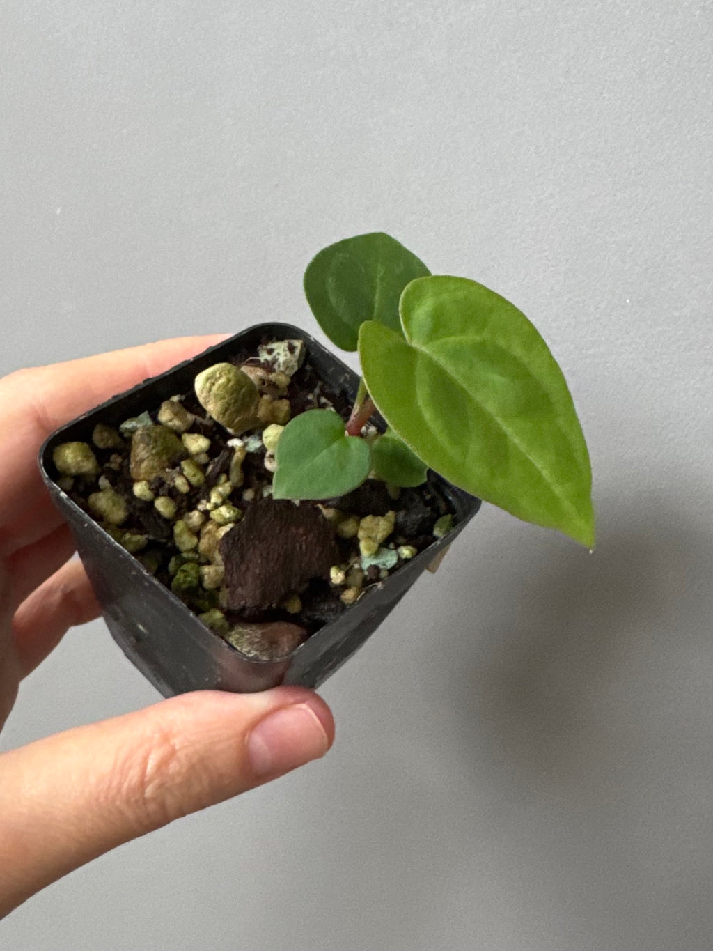 Anthurium AOS df Tezula x Carlablackiae