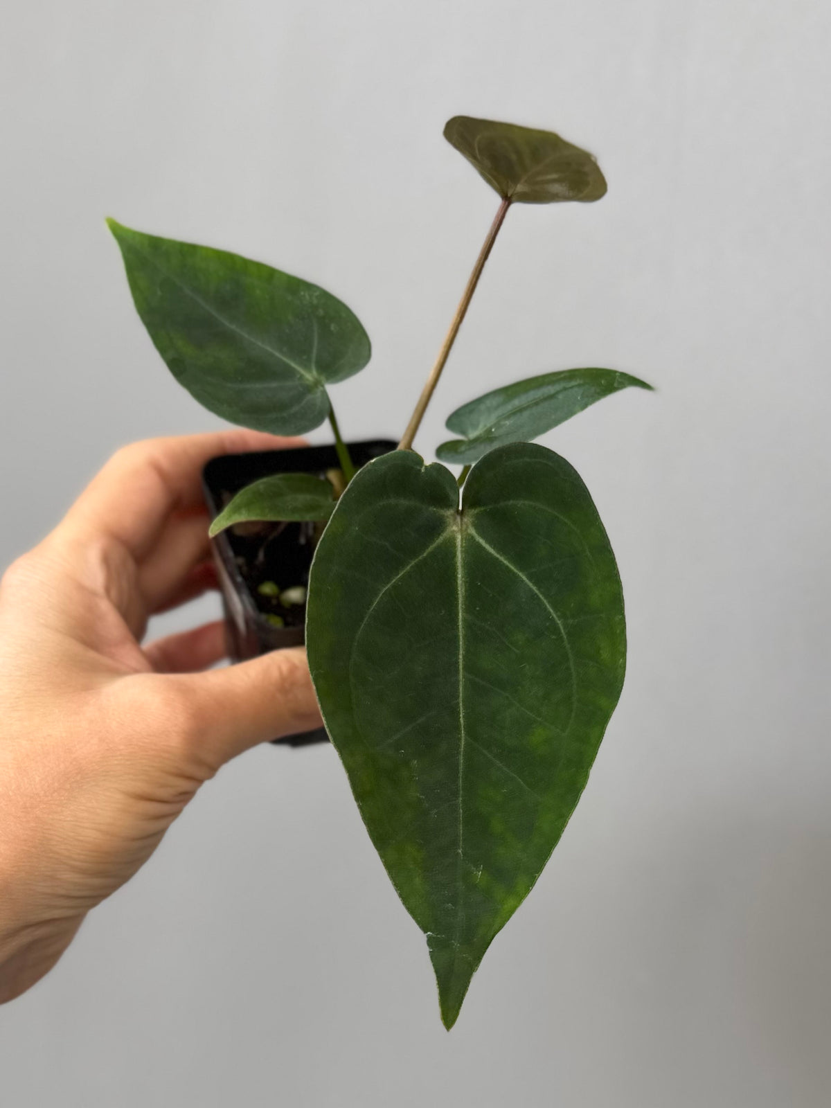 Anthurium SKG Silver x Carlablackiae Wu2 (by miss_aracea)