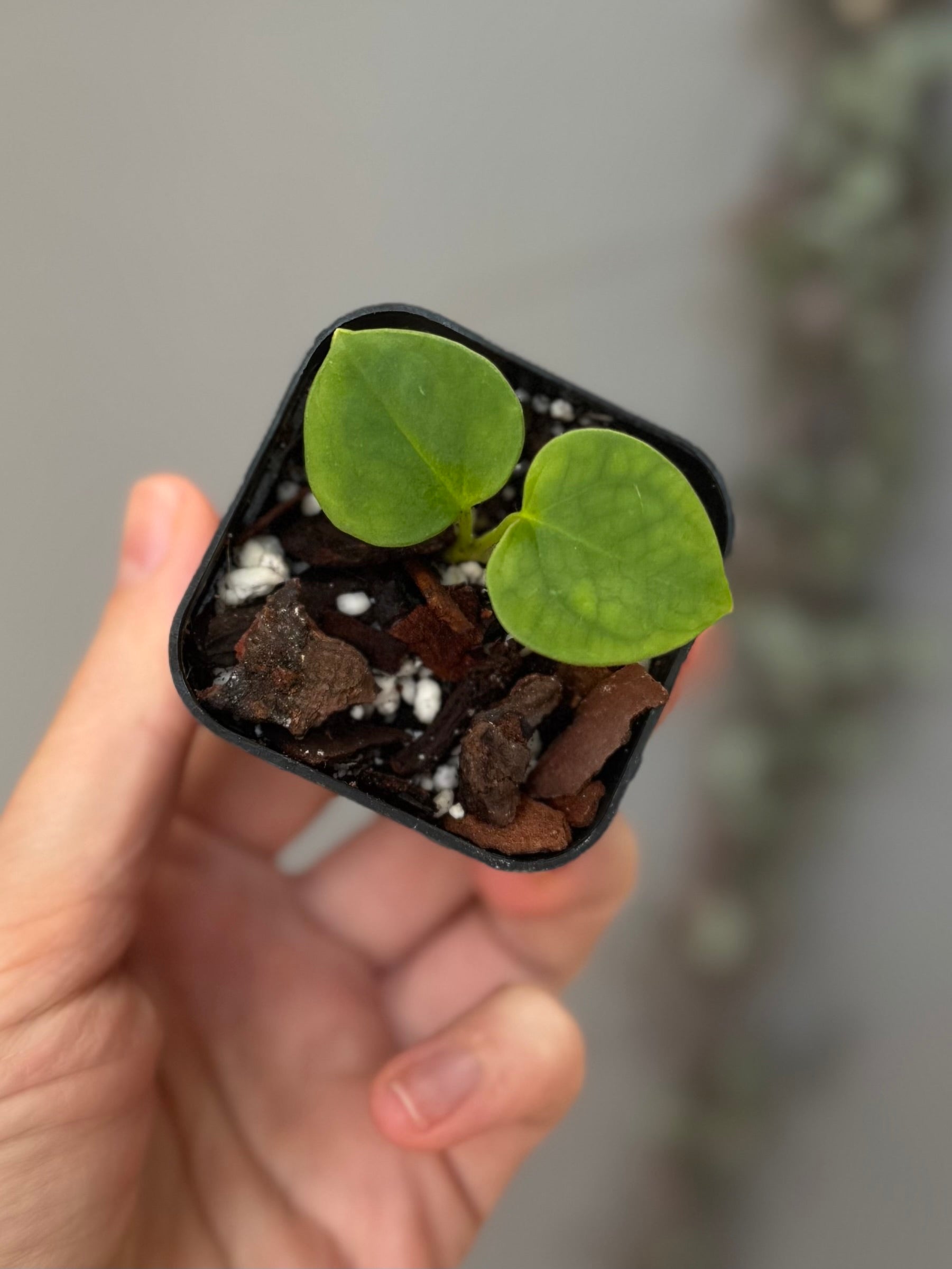Anthurium papillilaminum x forgetii