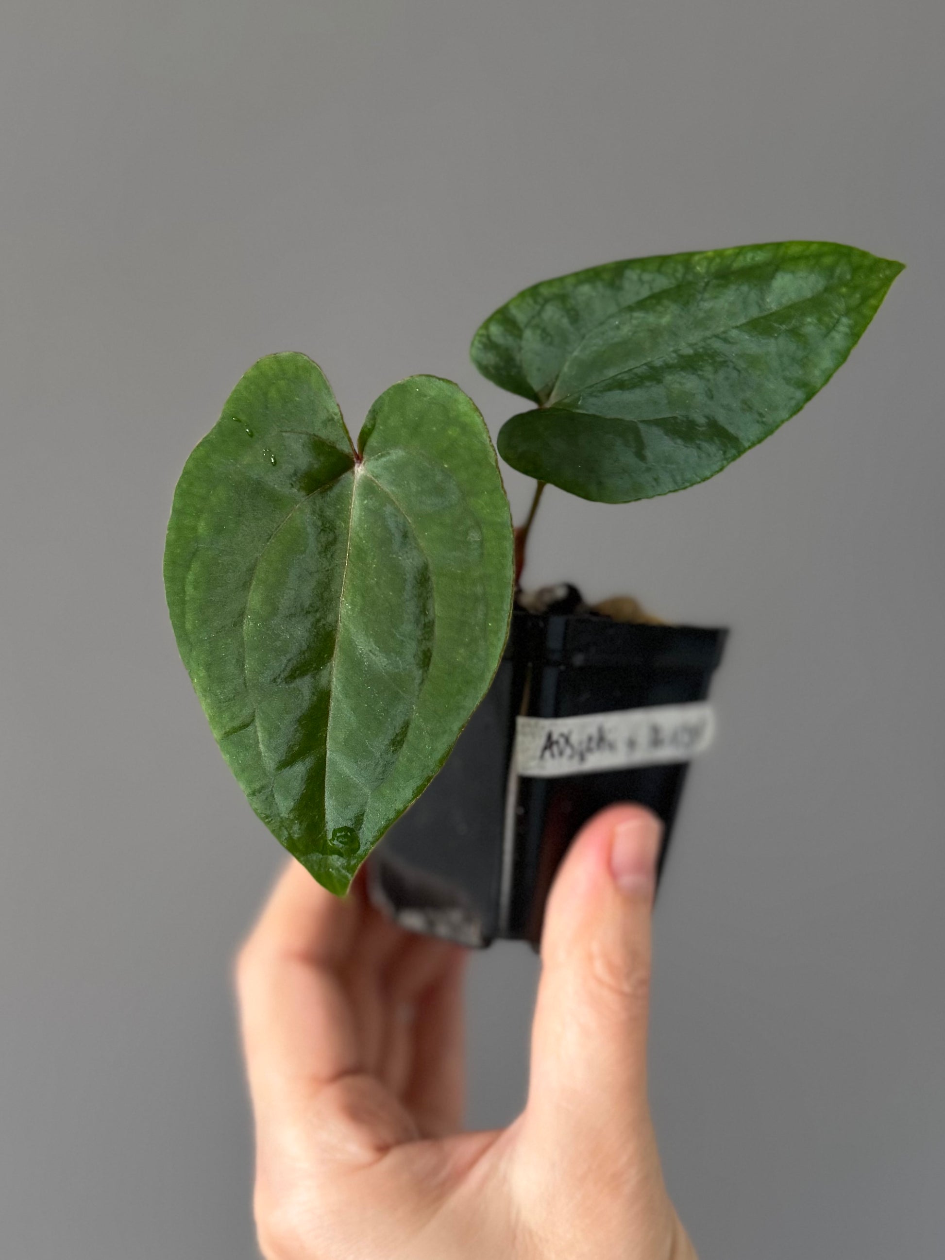 Anthurium (AOS x forgetii) x RVDP