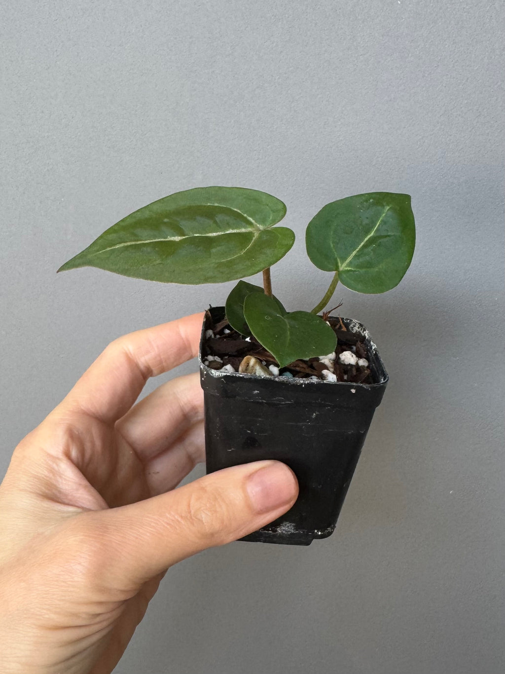 Anthurium (ZxM) x (NSE Red Crystallinum x Carlablackiae)
