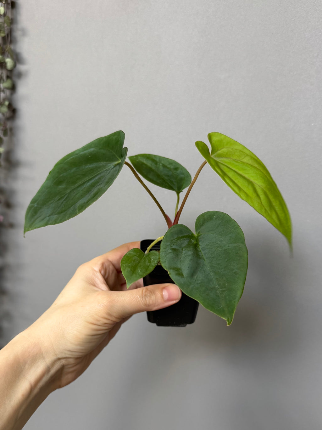 Anthurium (BVEP x portillae ‚Dorito‘) X papillilaminum H1 (by 4aroids)