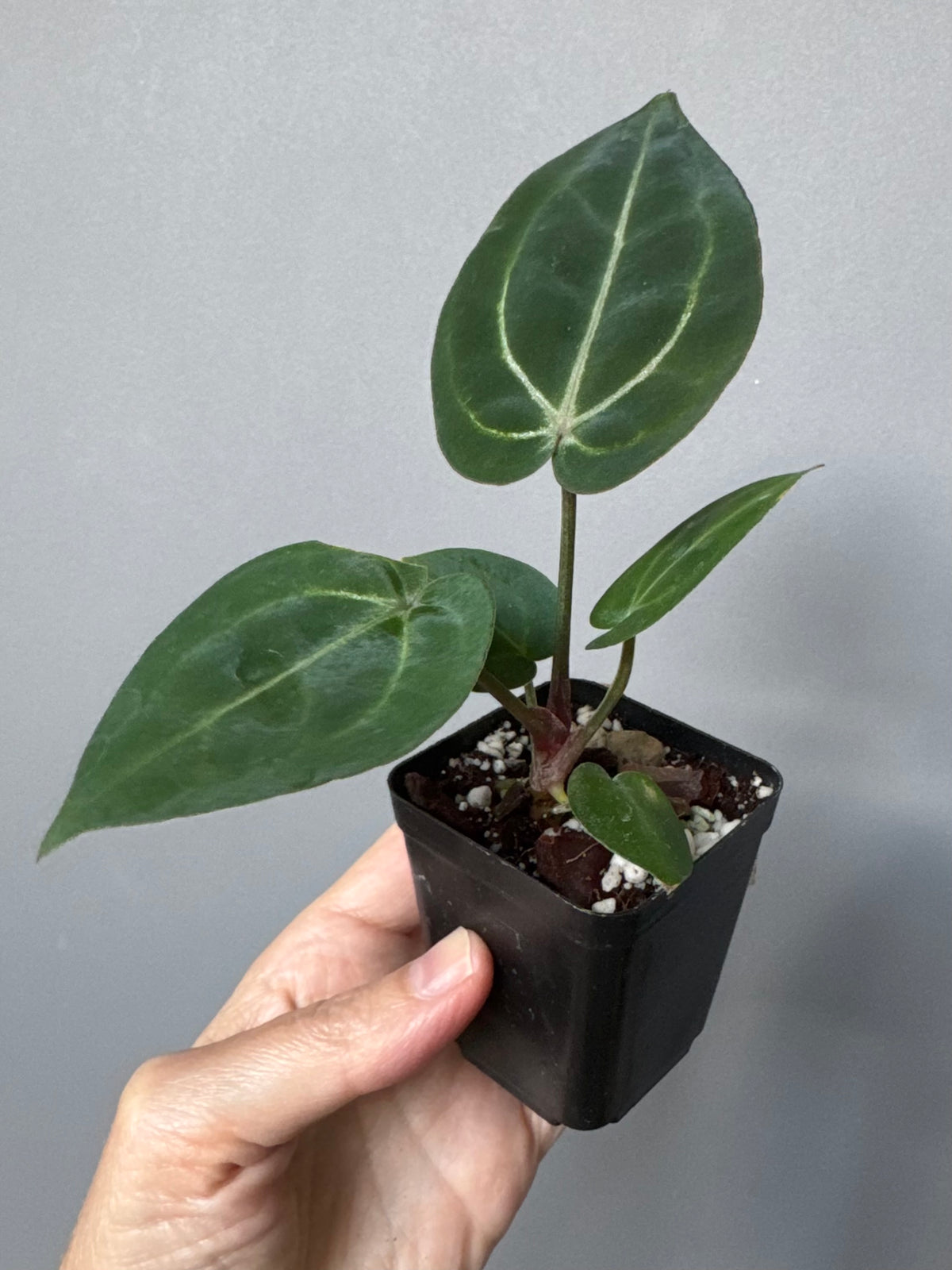 Anthurium (ZxM) x (NSE Red Crystallinum x Carlablackiae)