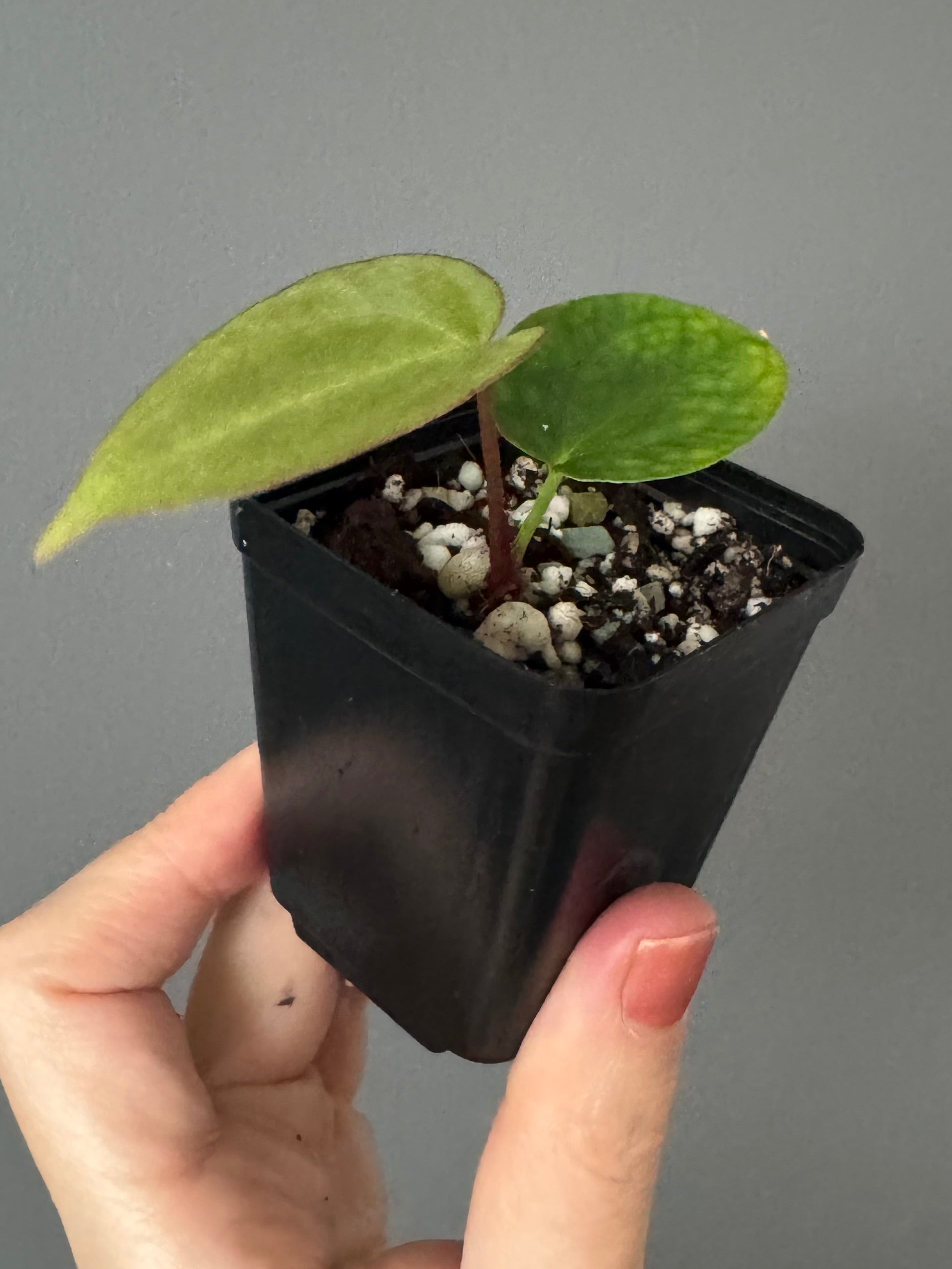 Anthurium magnificum x BVEP OG1 (#1)