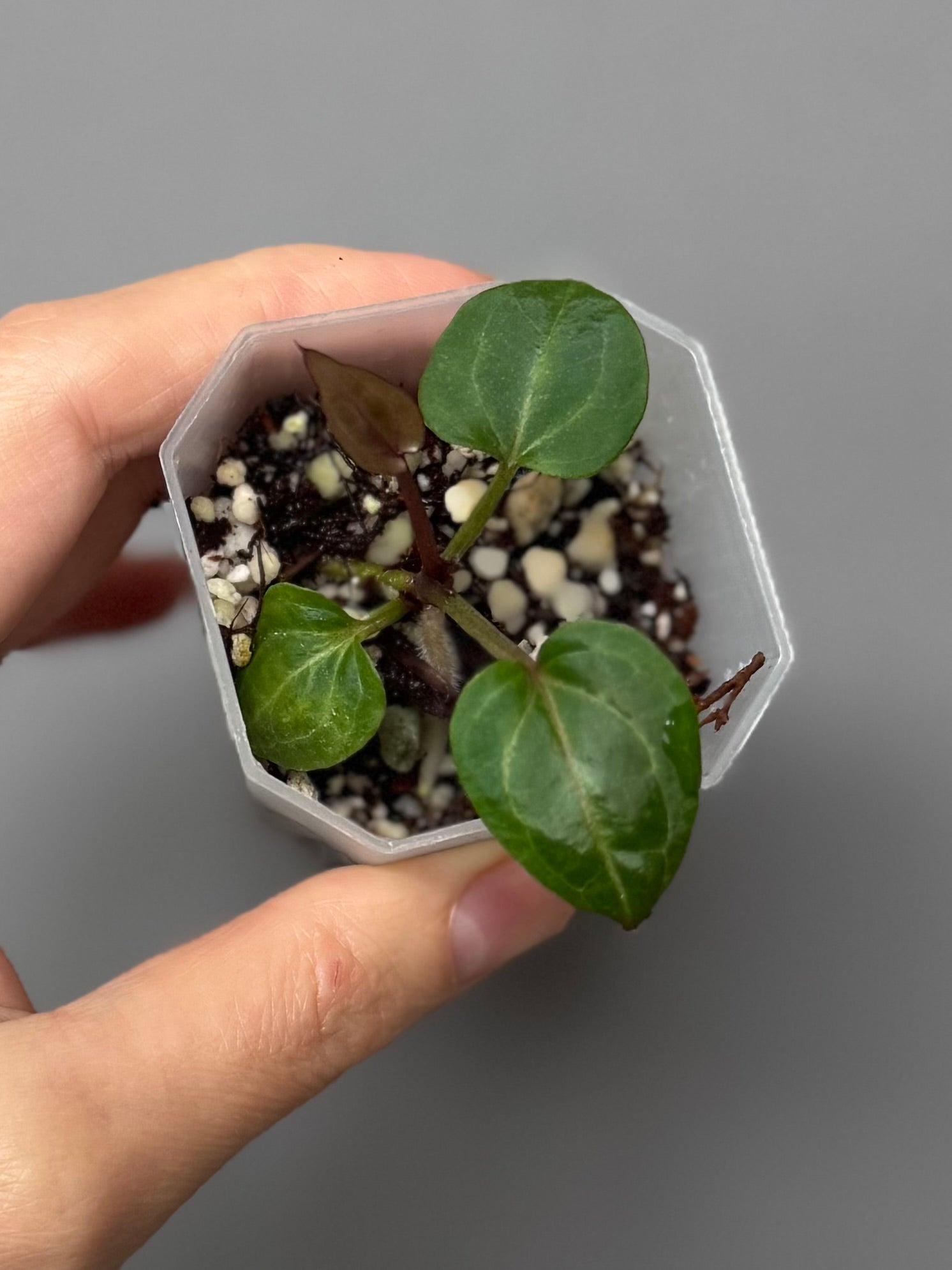 Anthurium Crystallinum Select Color x M