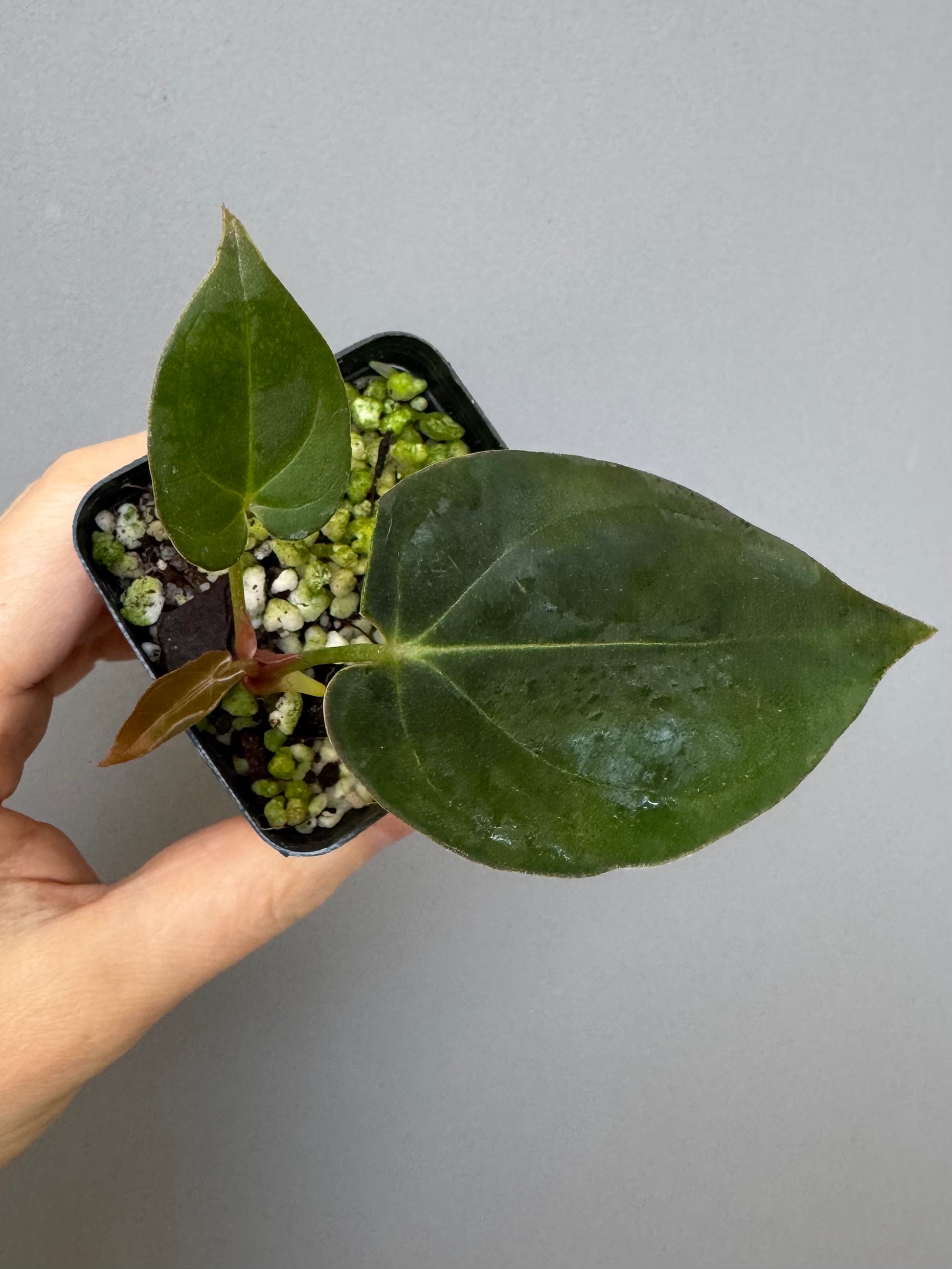 Anthurium Dorayaki x NSE dressleri (Boram / green.hues_)