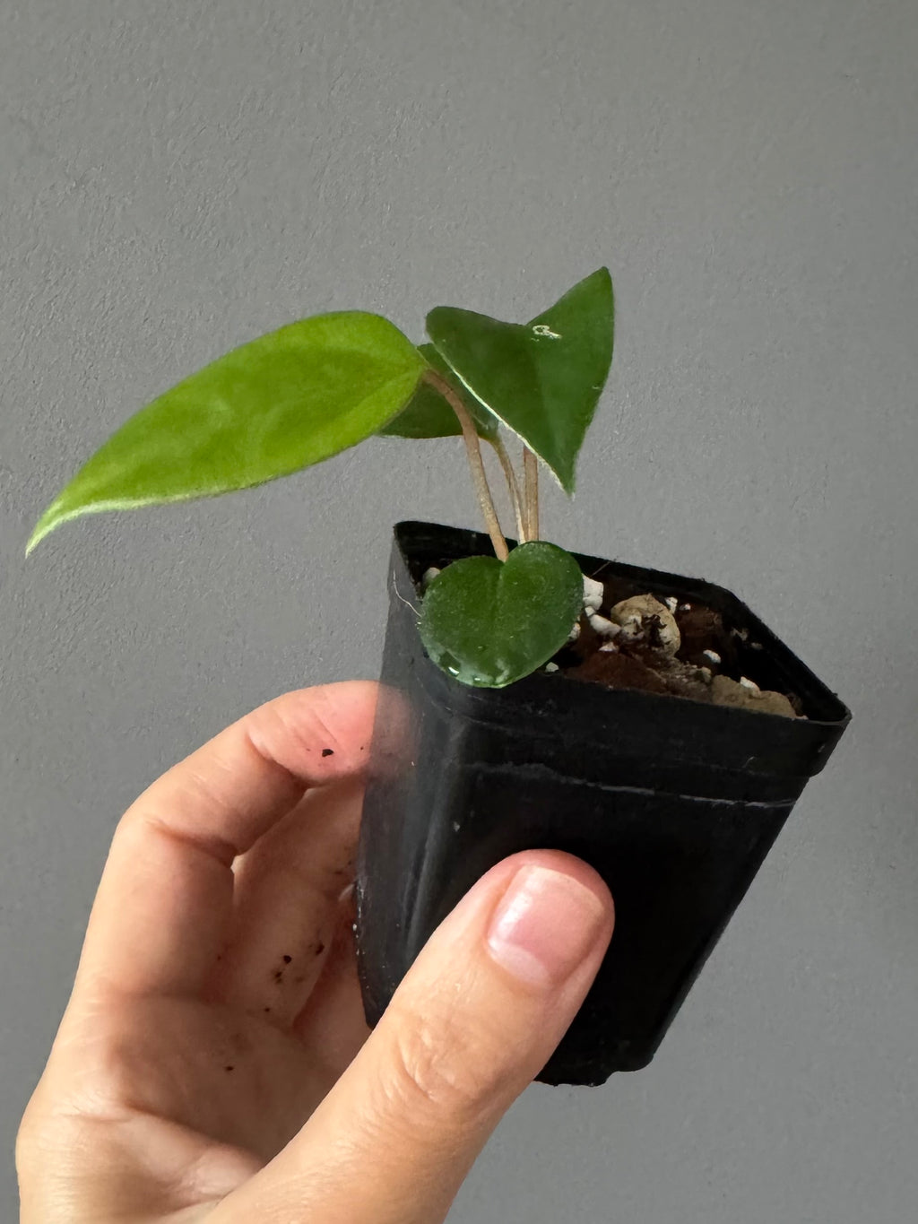 Anthurium Subsignatum x RVDP