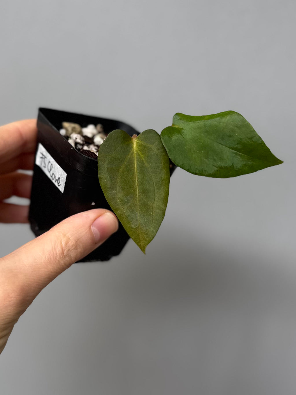 Anthurium papillilaminum ‚Fort Sherman‘ Klon
