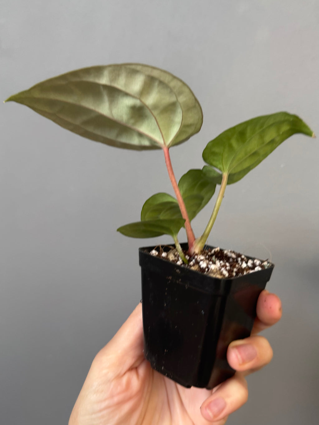 Anthurium Besseae aff. x luxurians