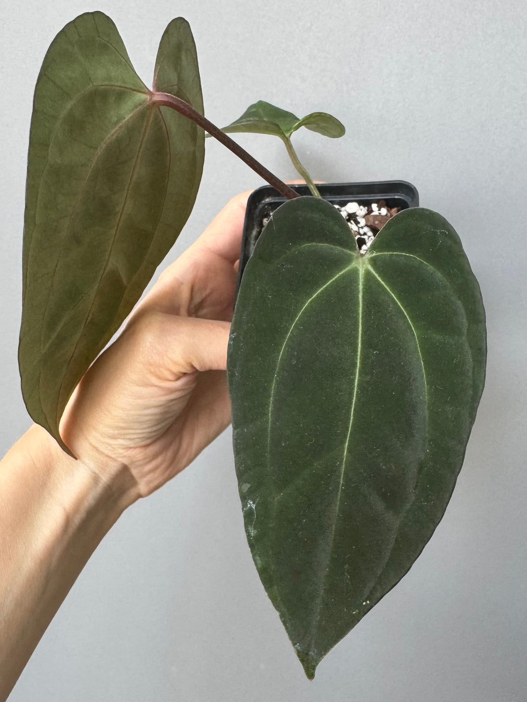 Anthurium (Papillilaminum Daniel x Besseae aff.) x  (NSE Red Crystallinum x Carlablackiae)