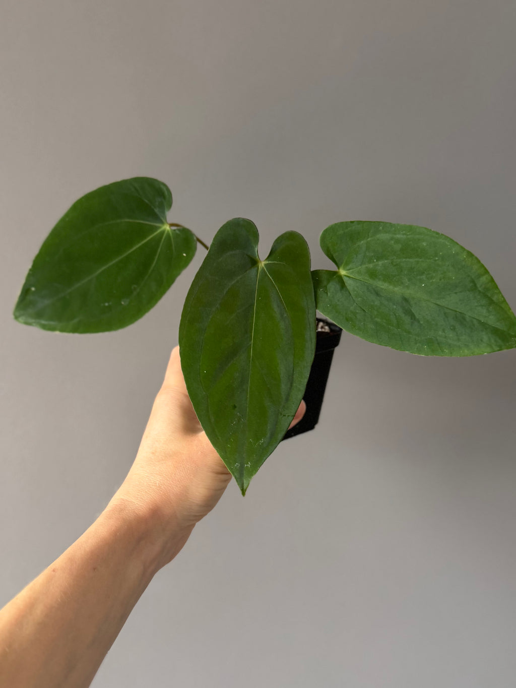 Anthurium (BVEP x portillae ‚Dorito‘) X papillilaminum H1 (by 4aroids)