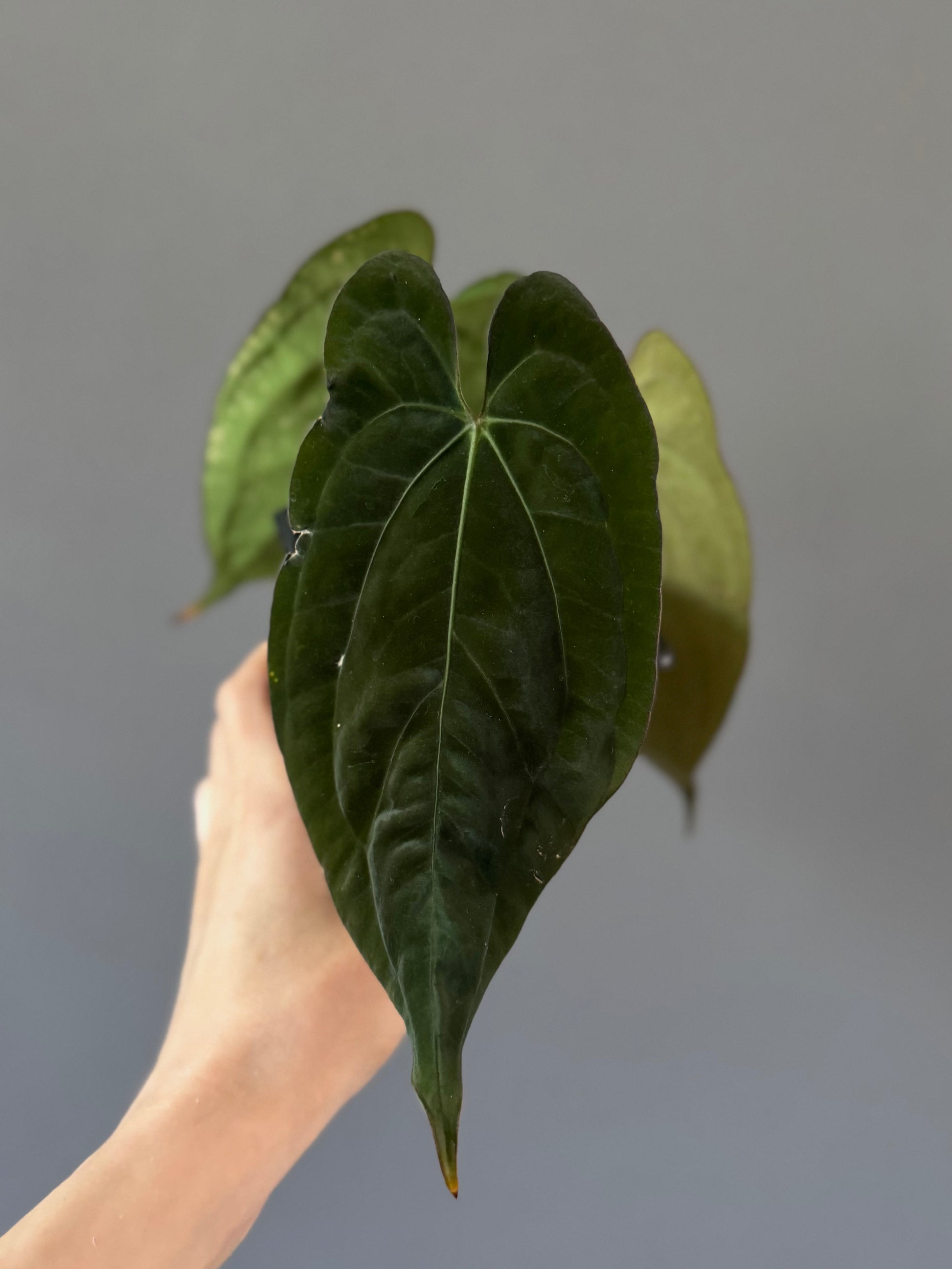 Anthurium (RG dressleri x carlablackiae ‘Amanda’) x RVDP (by variegated_stringray)