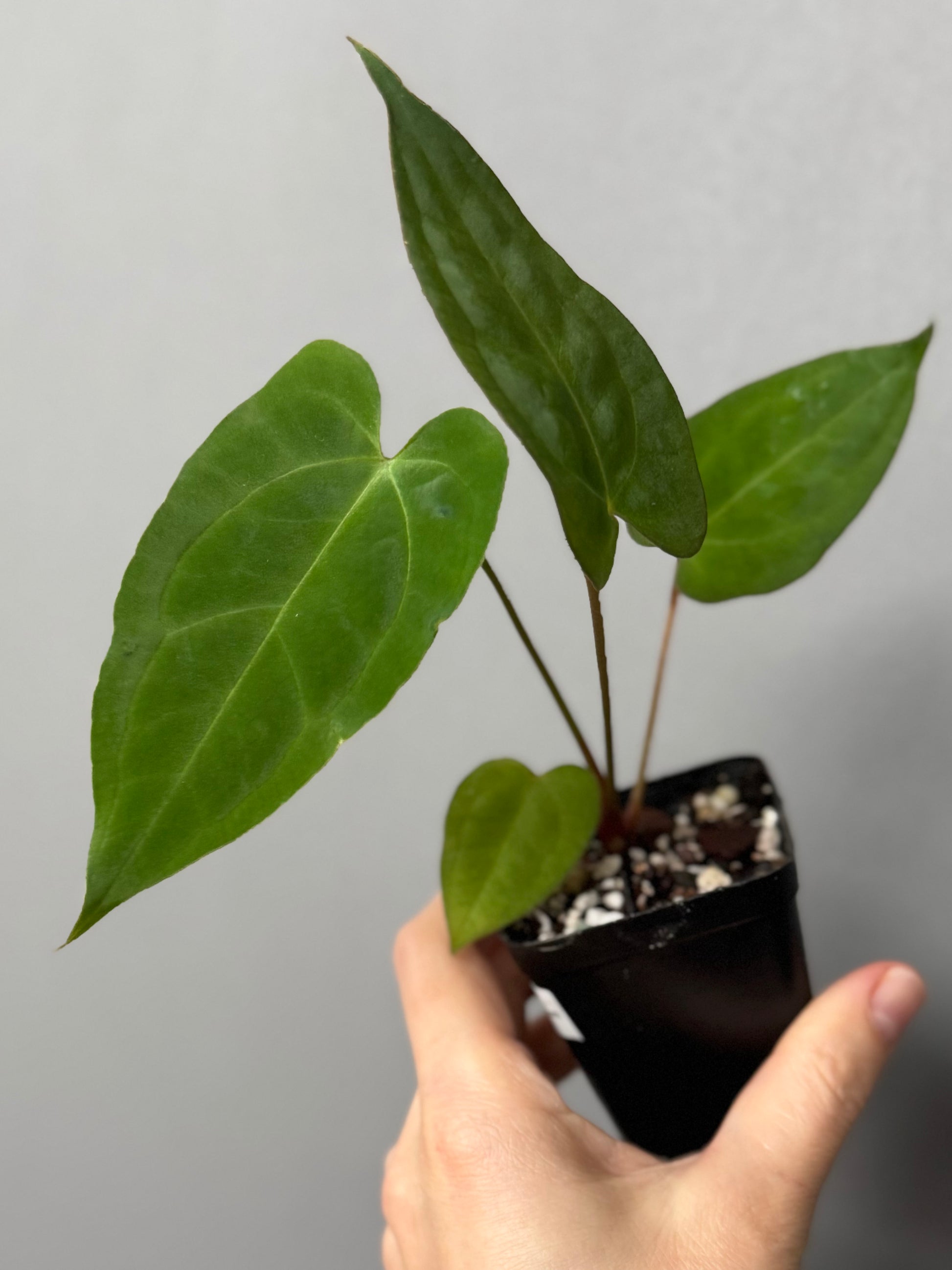 Anthurium crystallinum x papillilaminum
