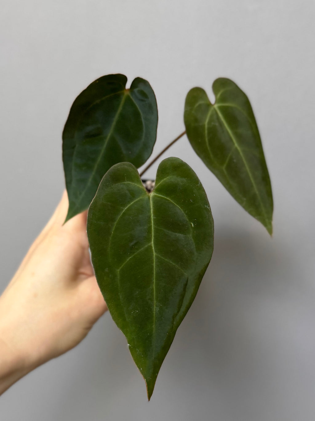 Anthurium crystallinum x papillilaminum