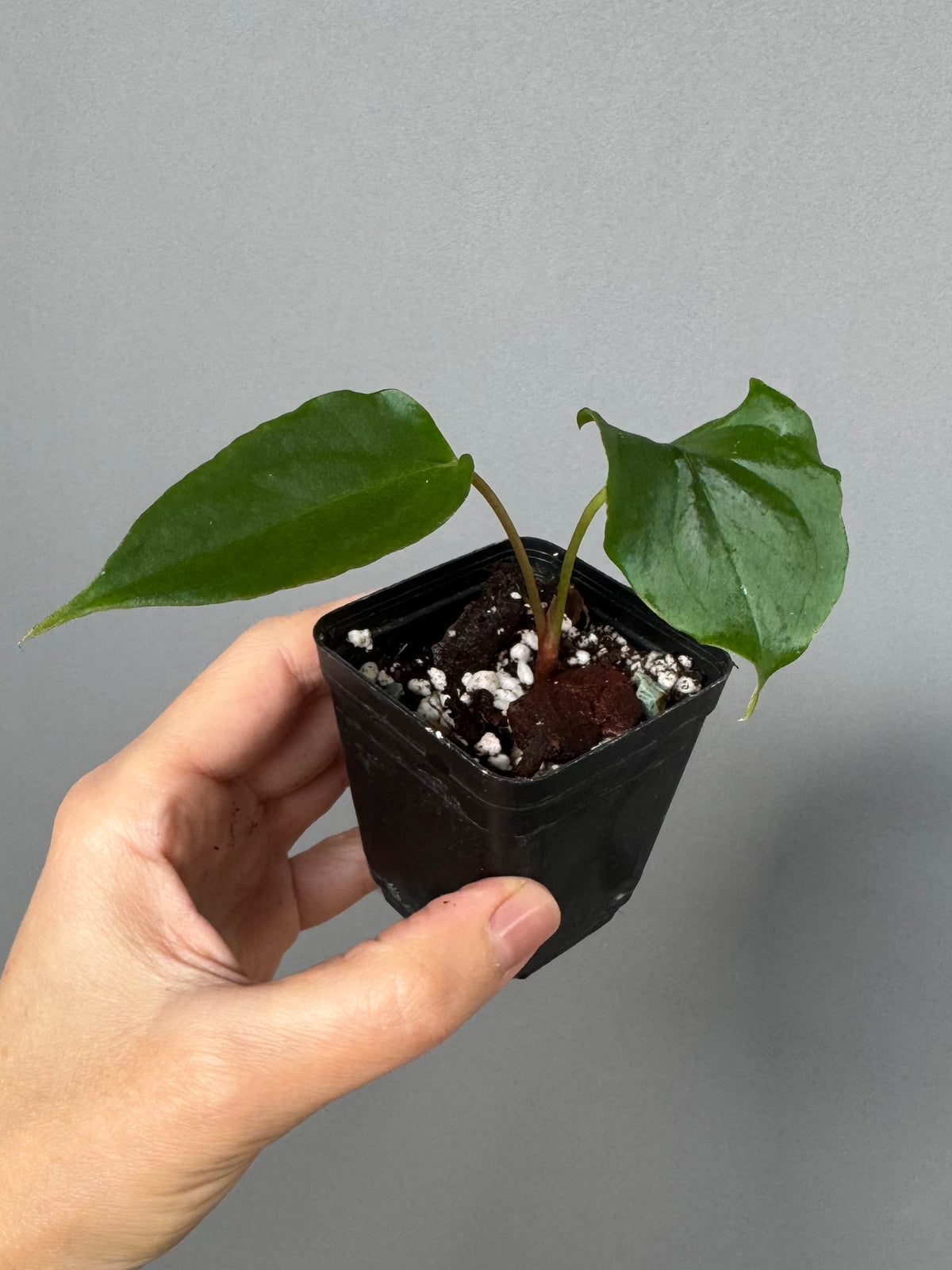 Anthurium Subsignatum Velvet x Ralph Lynam clone (#1) (by mathiuxaroid)