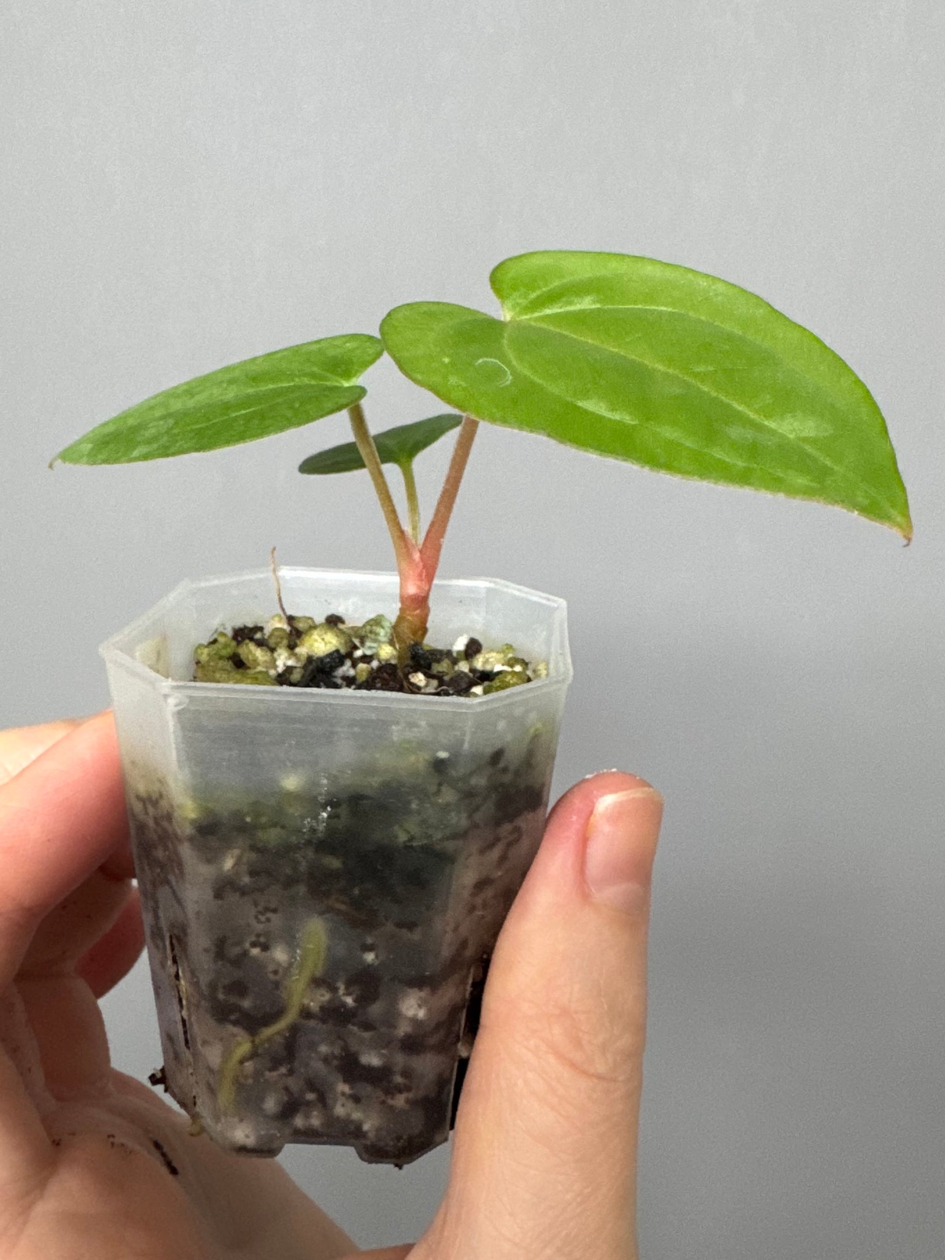 Anthurium RG dressleri x Carlablackiae District