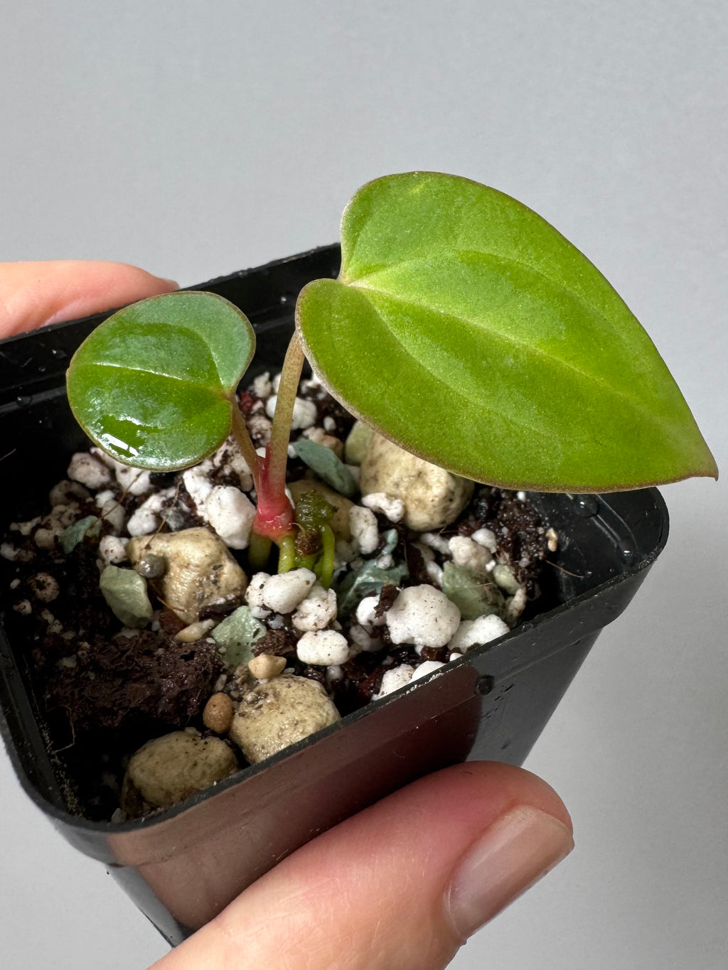 Anthurium (carlablackiae x papillilaminum) X besseae aff. (#2)