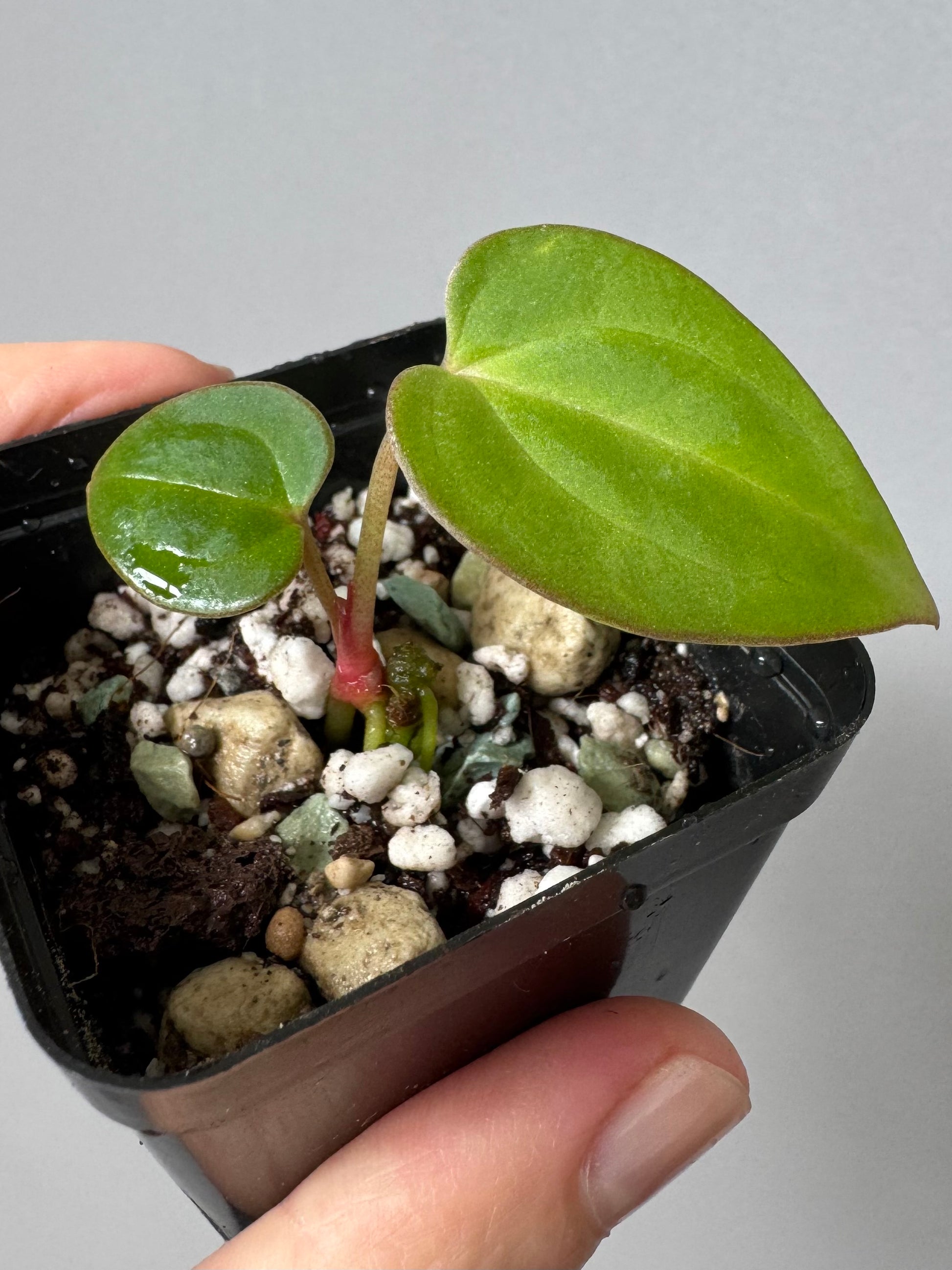Anthurium (carlablackiae x papillilaminum) X besseae aff. (#2)