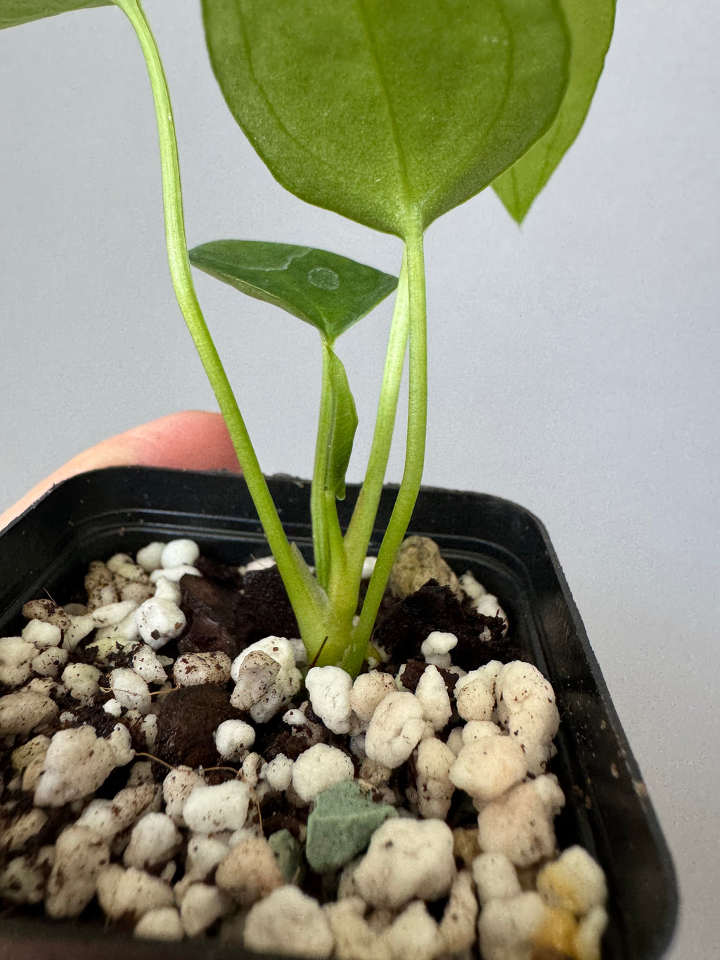 Anthurium PapillilaminumX xself