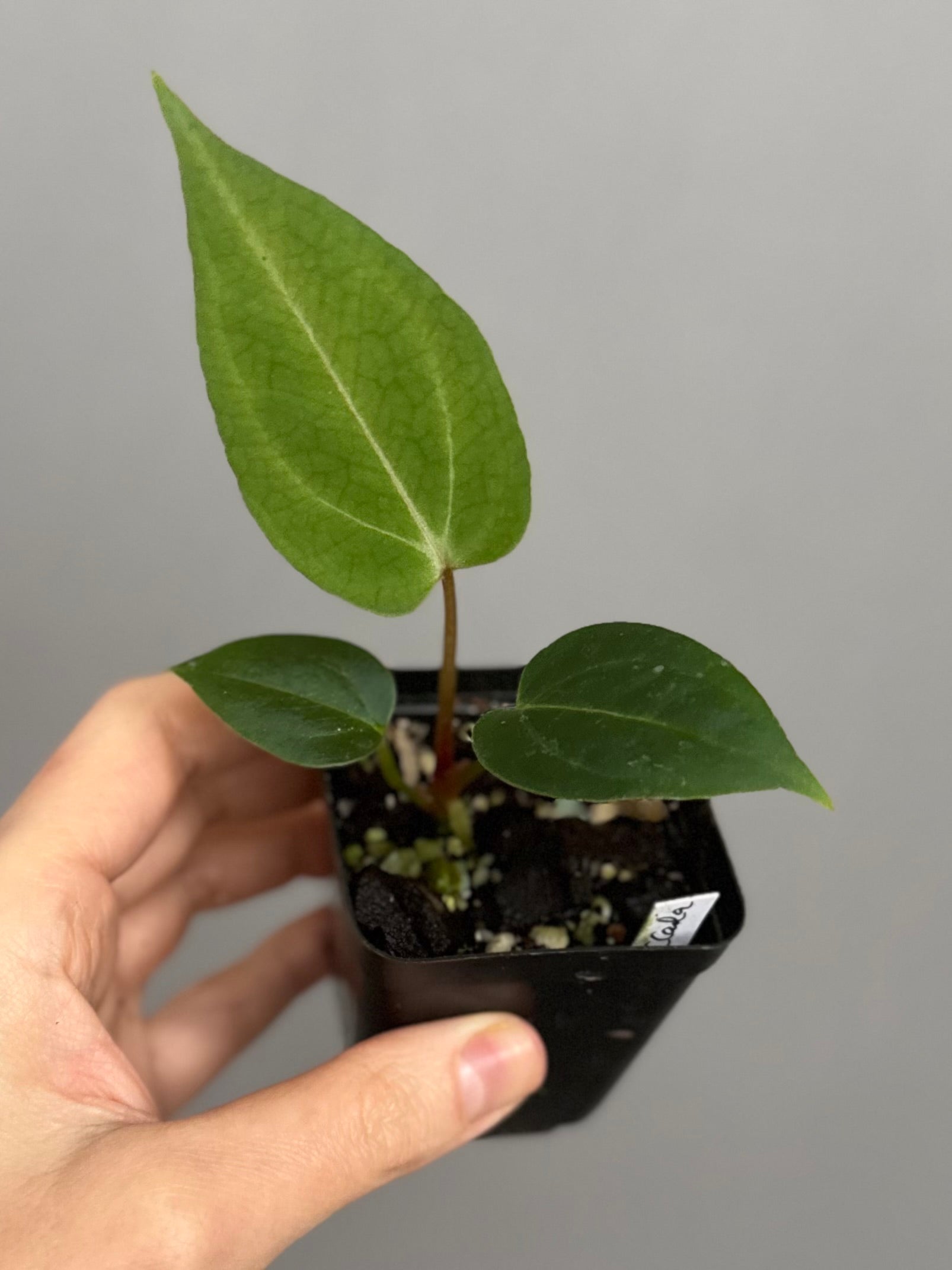 Anthurium (PapillilaminumX x (KOS x Silver Blush)) X (NSE Red Crystallinum x carlablackiae)