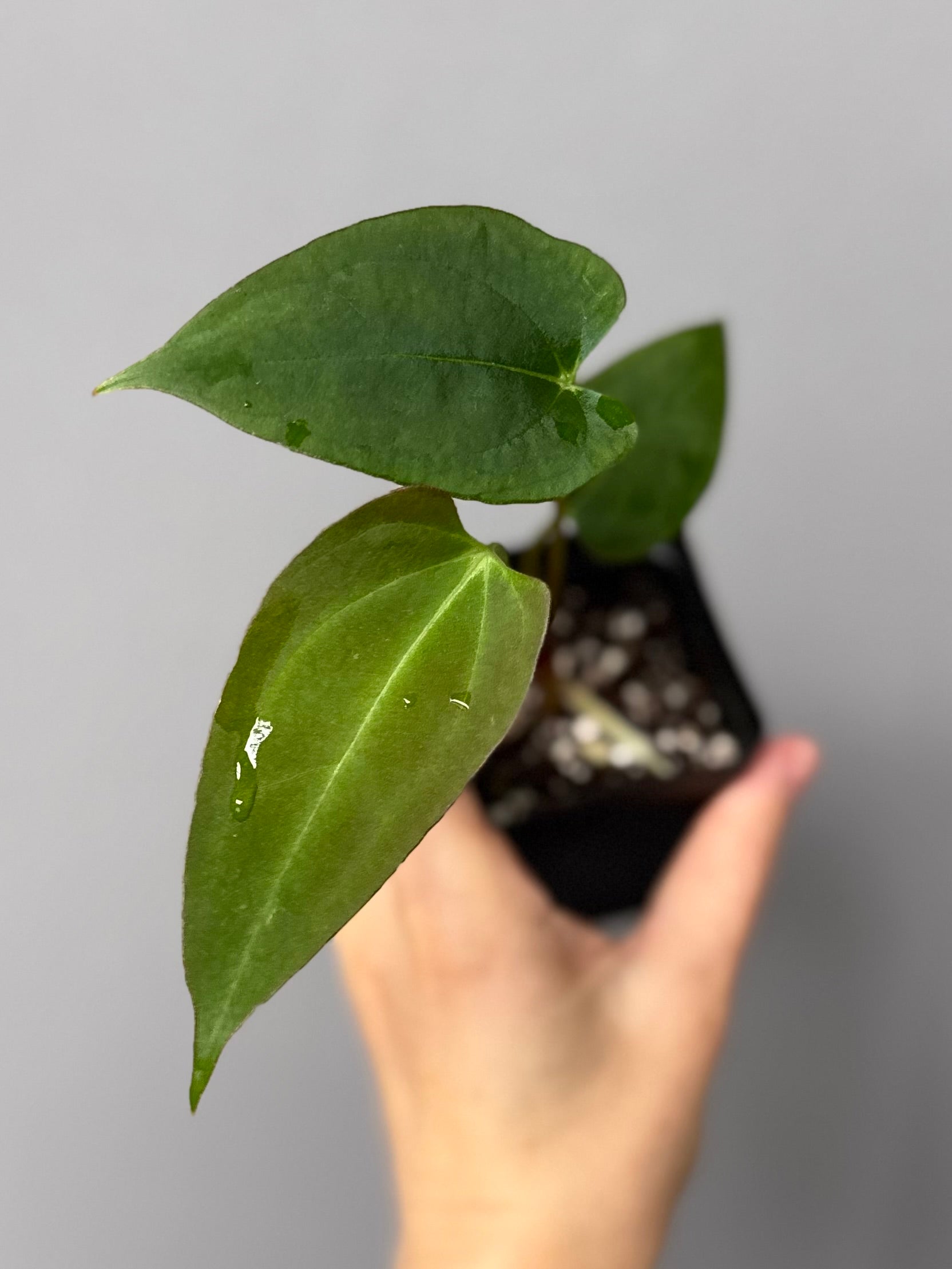 Anthurium Papillilaminum Hybrid xself