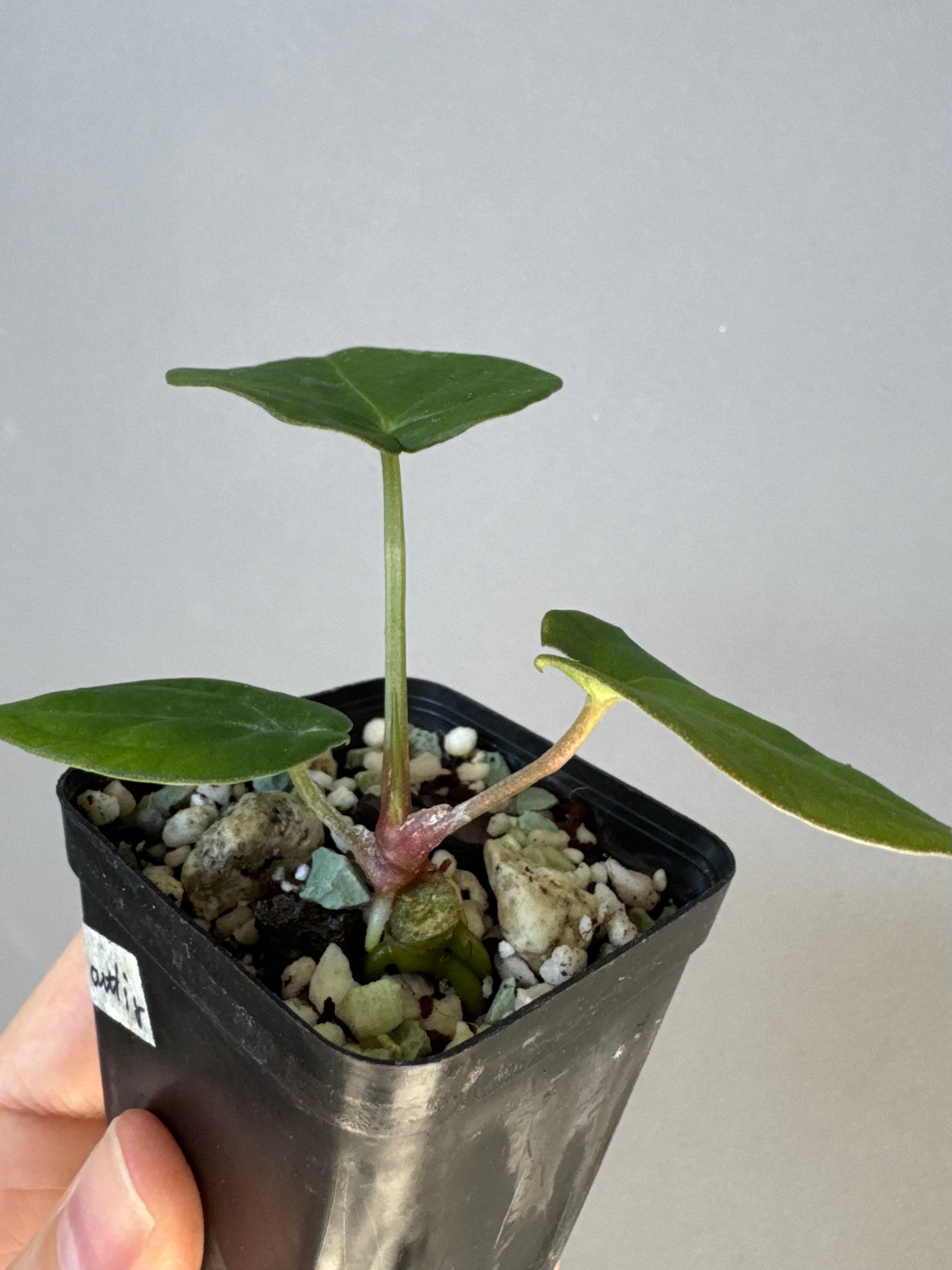 Anthurium (Crystallinum chocolate x BVEP) x BVEP OG1
