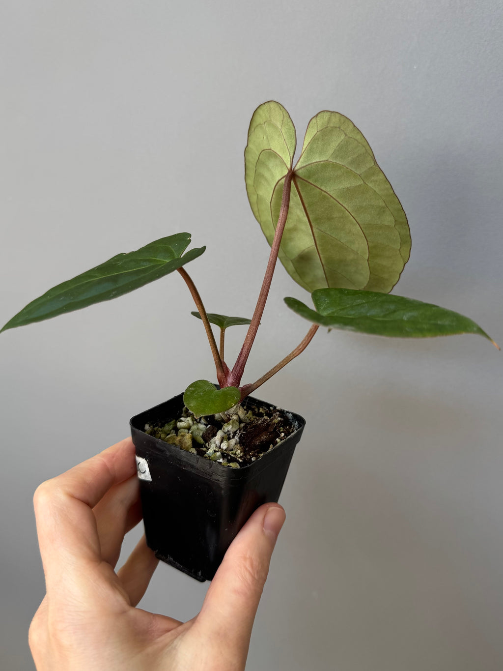 Anthurium (Papillilaminum Daniel x Besseae aff.) x  (NSE Red Crystallinum x Carlablackiae)