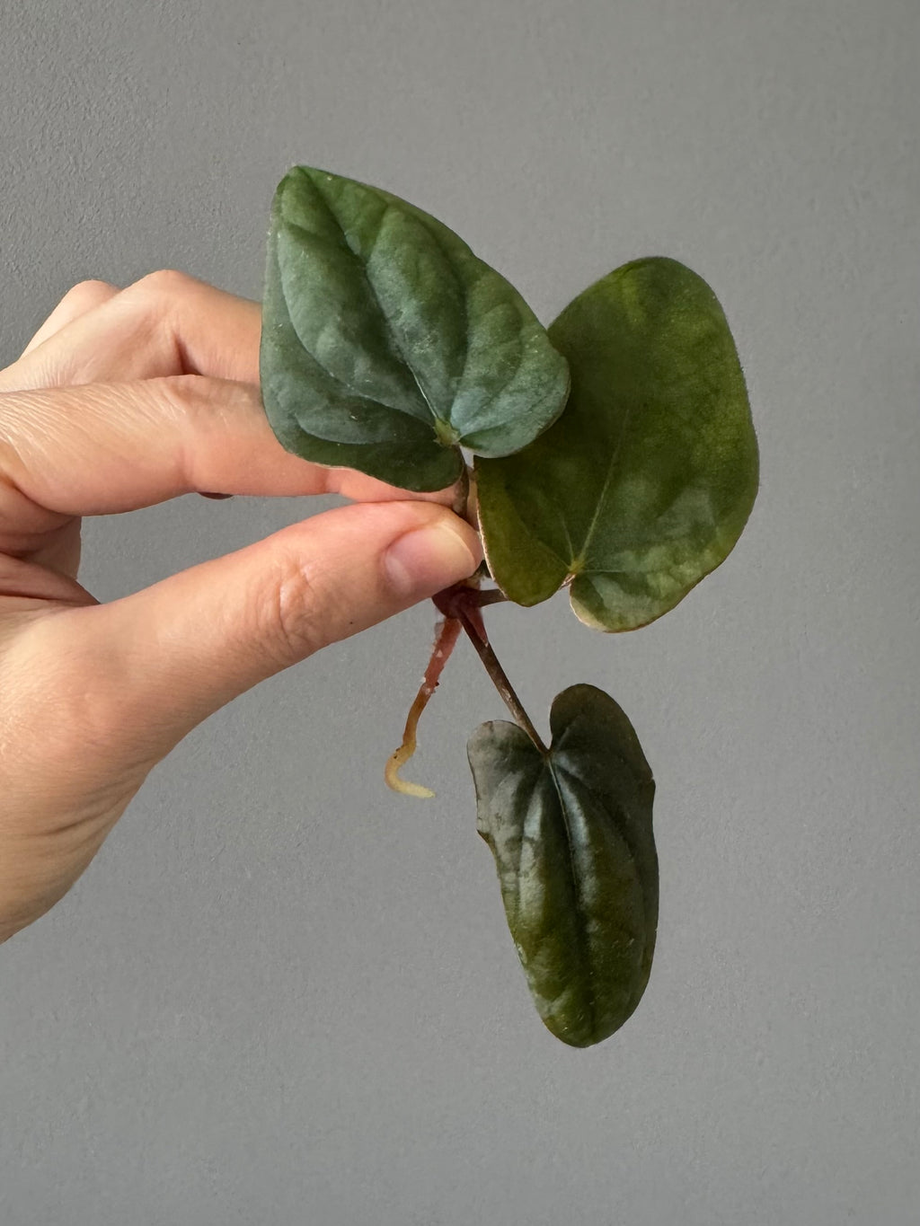 Anthurium Antolakii/ BVEP (Round x Felix) X Felix (Justin Jones / createdinagarden)