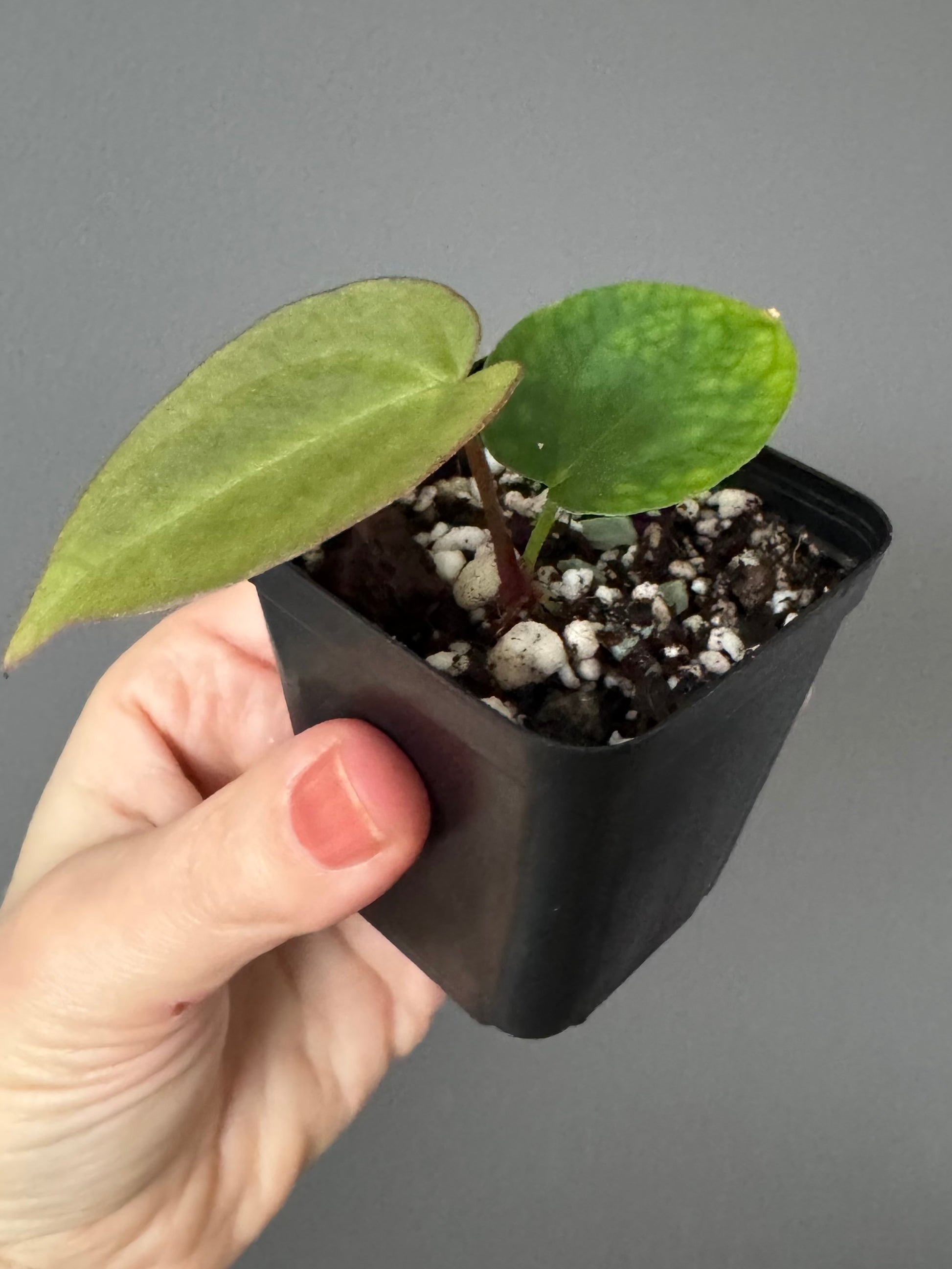 Anthurium magnificum x BVEP OG1 (#1)