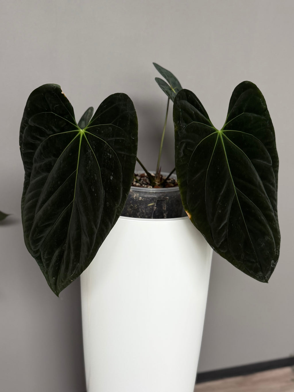 Anthurium ((BVEP x Dorito) x (Dark Phoenix x Goliath)) x (BVEP RF1xDark Star)