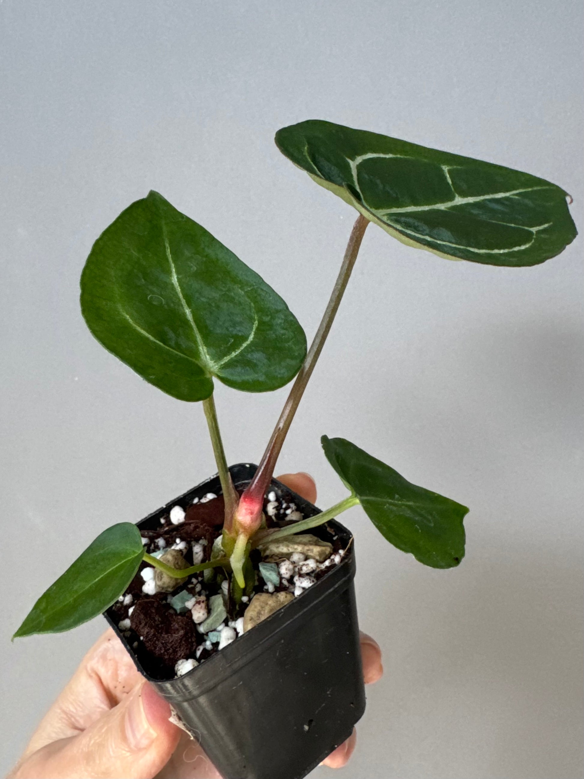 Anthurium crystallinum x (NSE Red Crystallinum x Carlablackiae)