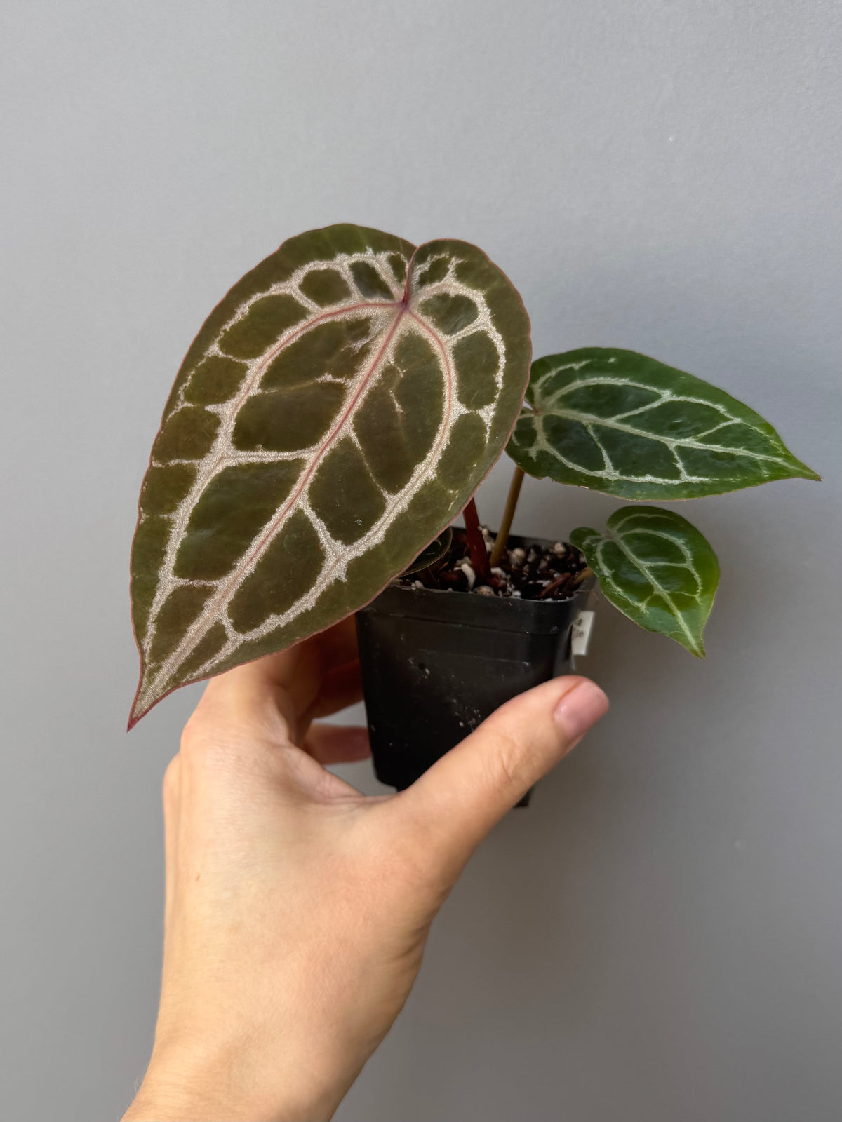 Anthurium ZxM x Michelle