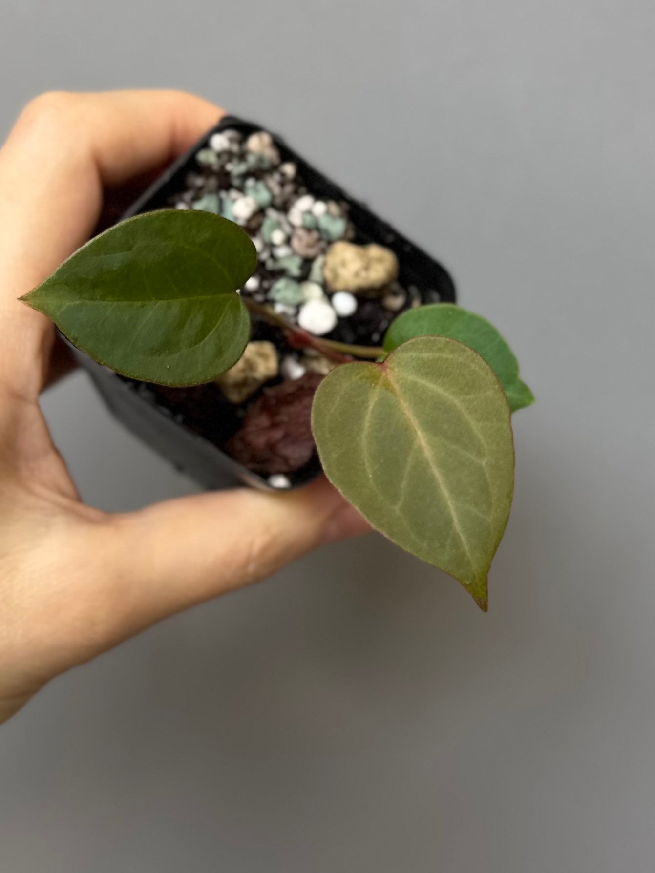 Anthurium CV Carmesim x ZxM