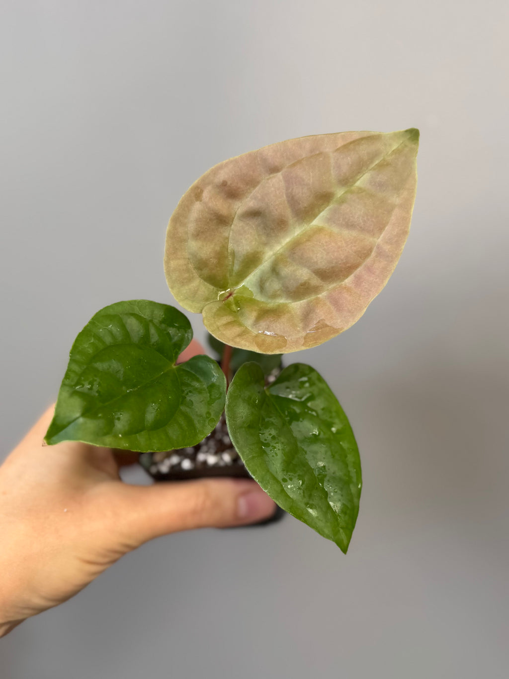 Anthurium Besseae aff. x luxurians