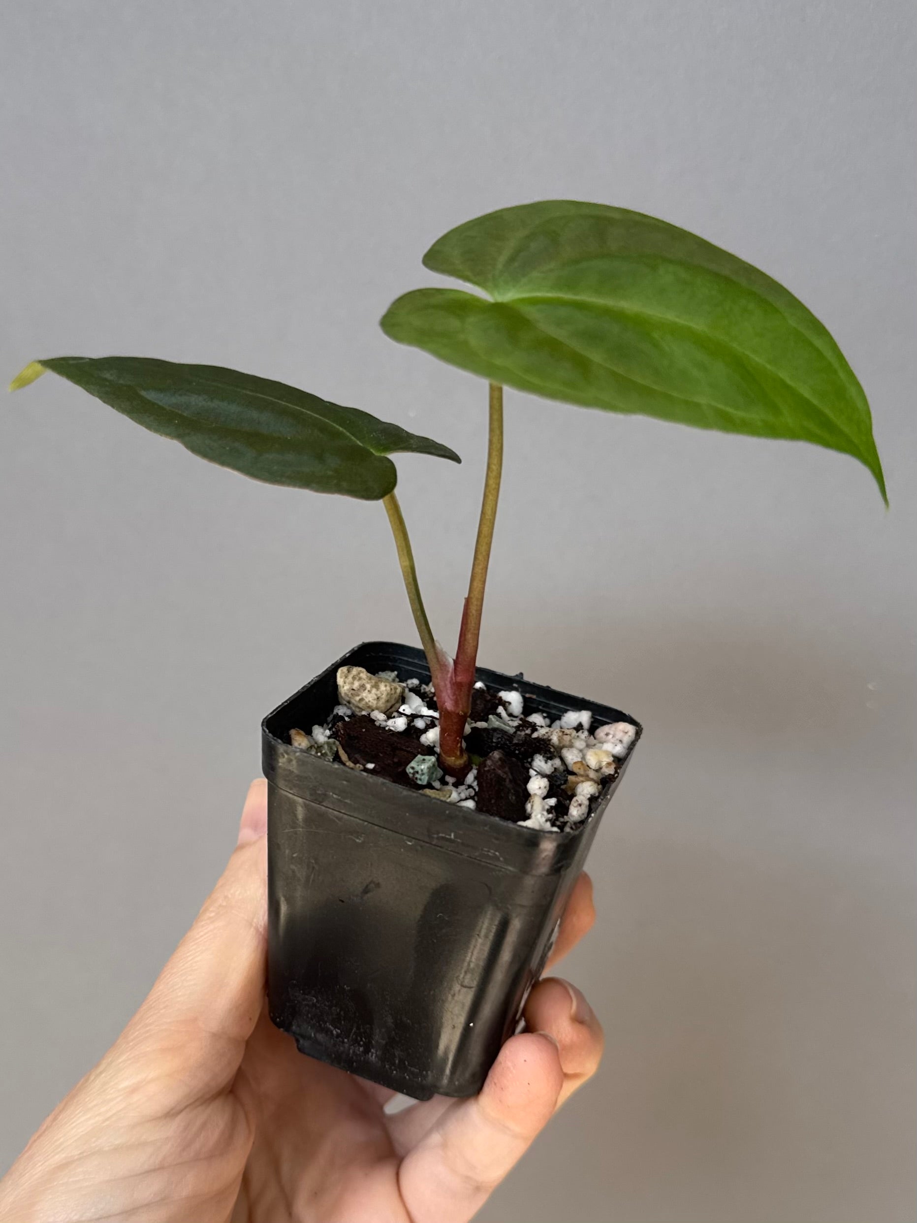 Anthurium Dark Phoenix xself
