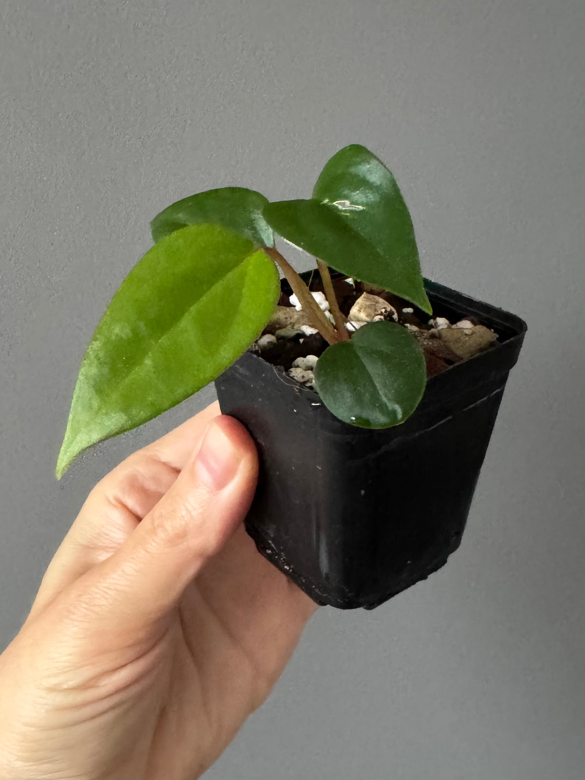 Anthurium Subsignatum x RVDP
