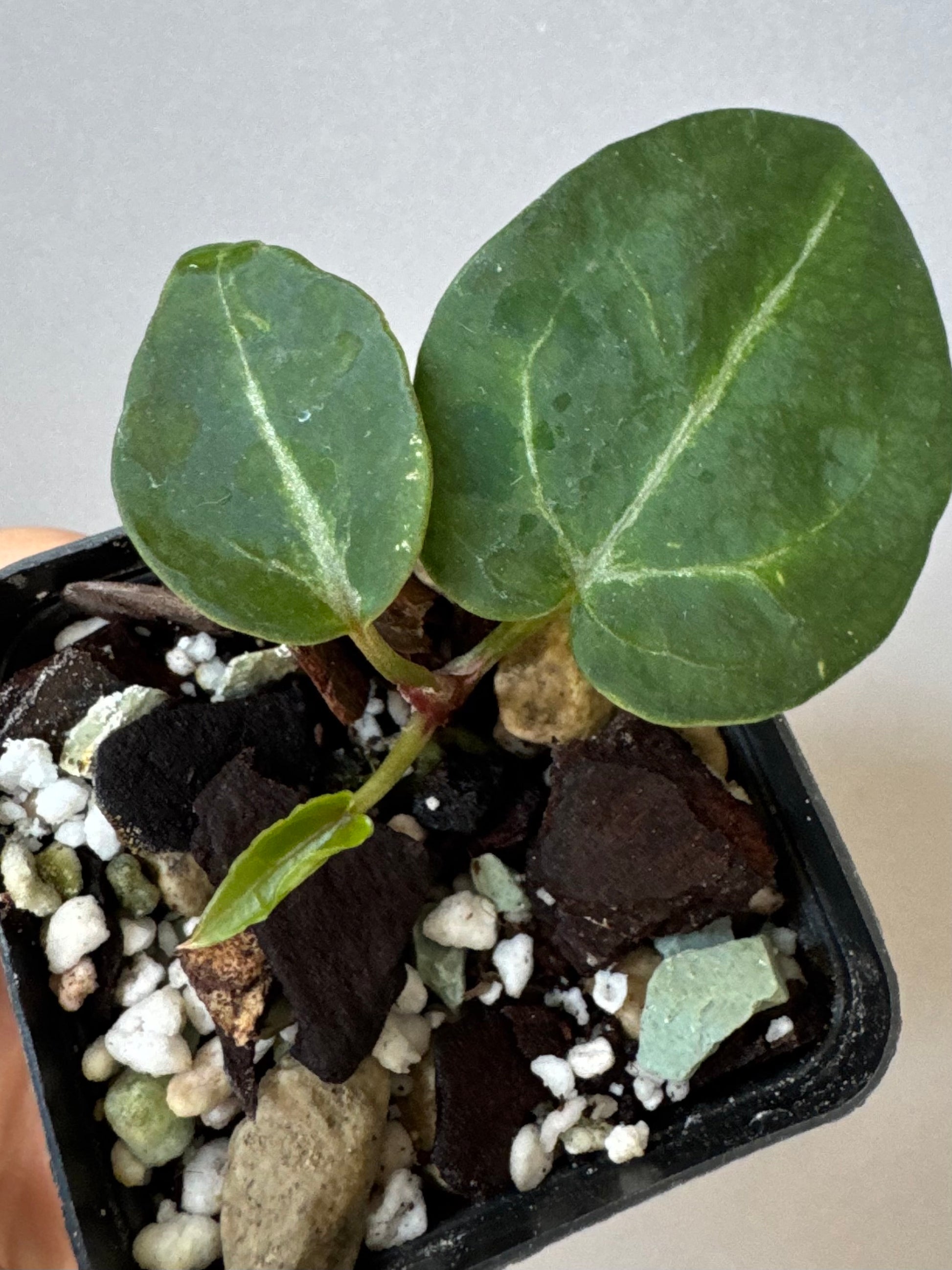 Anthurium Pink Wonderboy (Scott) clone