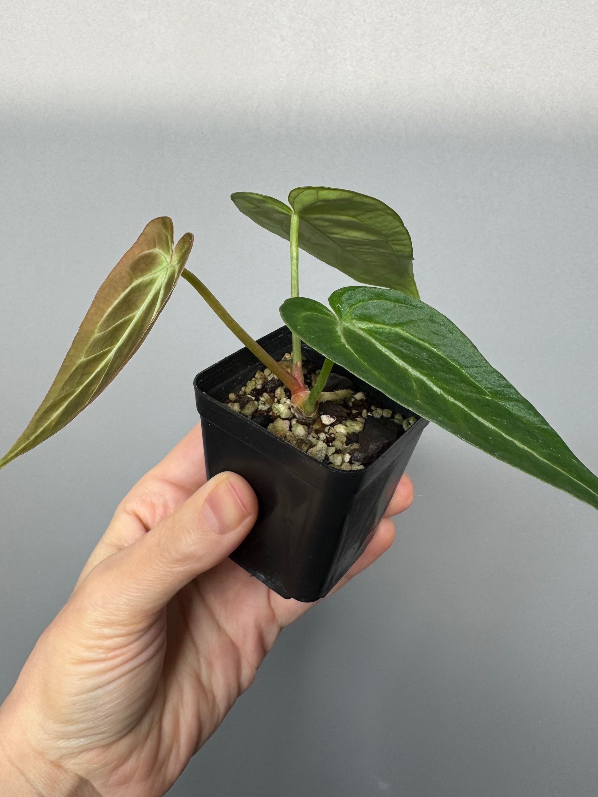 Anthurium magnificum