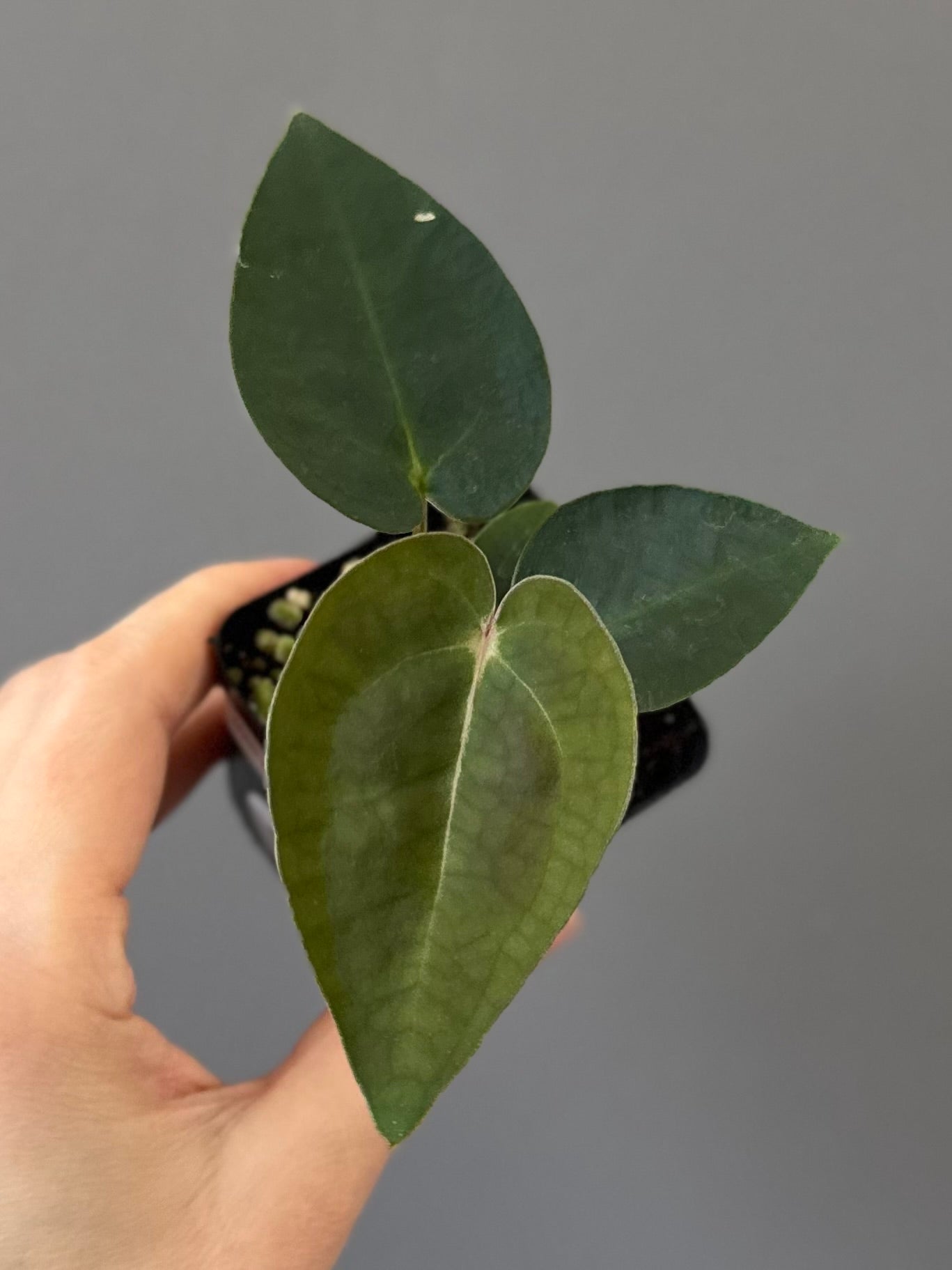 Anthurium (AOS x forgetii) x (NSE Red Crystallinum x Carlablackiae)