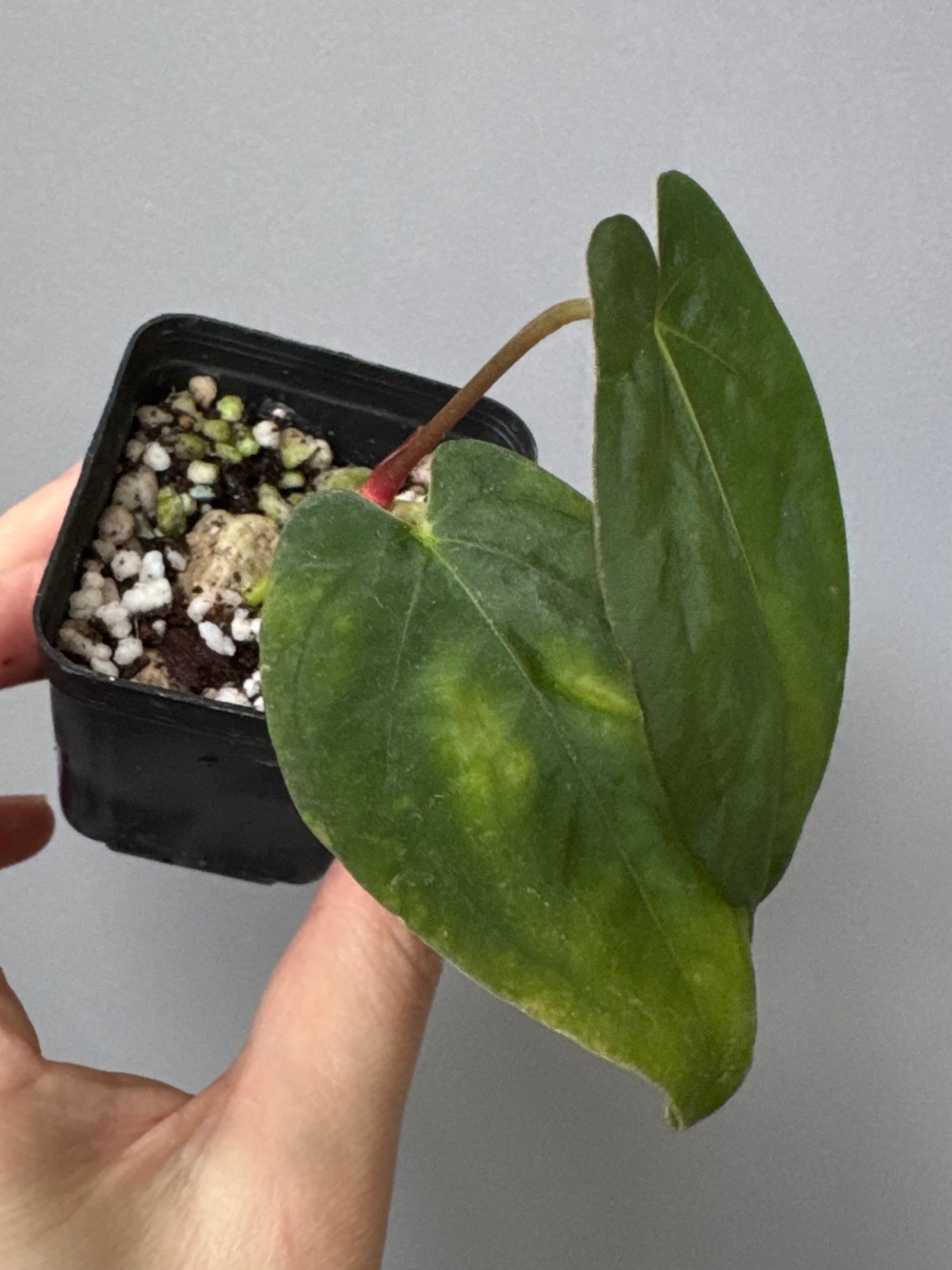 Papillilaminum K1xT5 #1