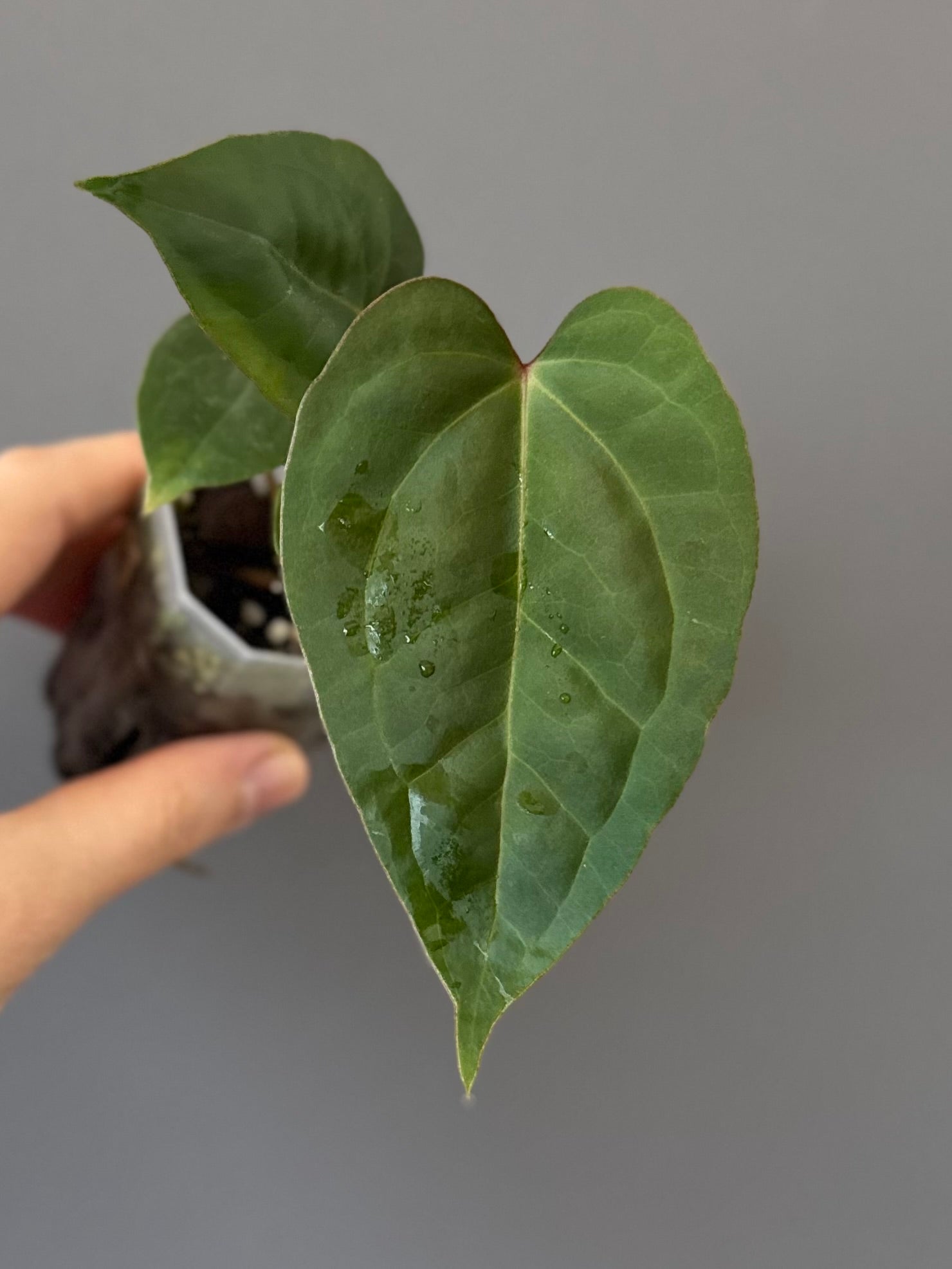 Anthurium CV Carmesim x ZxM