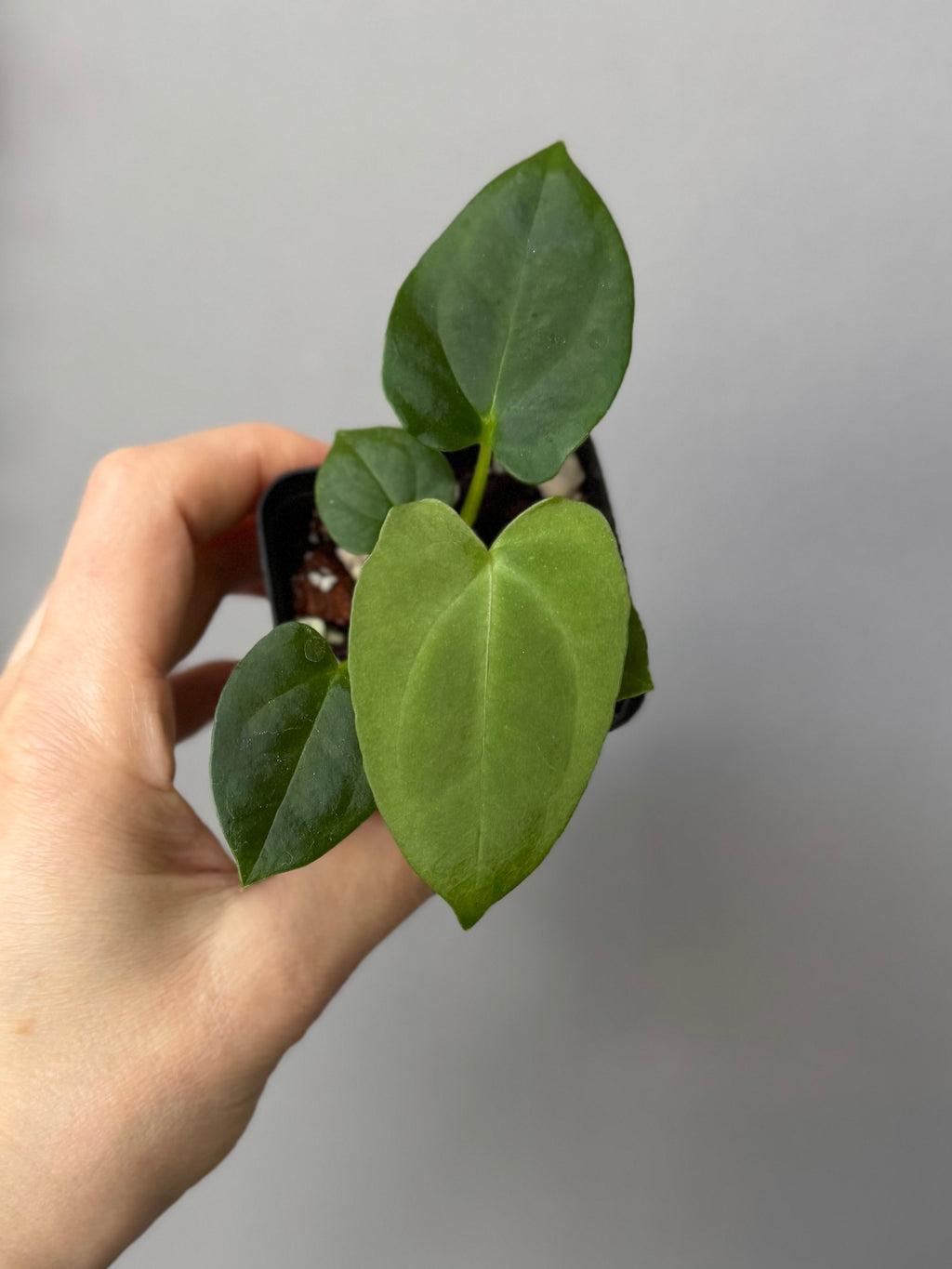 Anthurium (NoID x Papi Indo #2) x  (NoID x Papi Indo #1)
