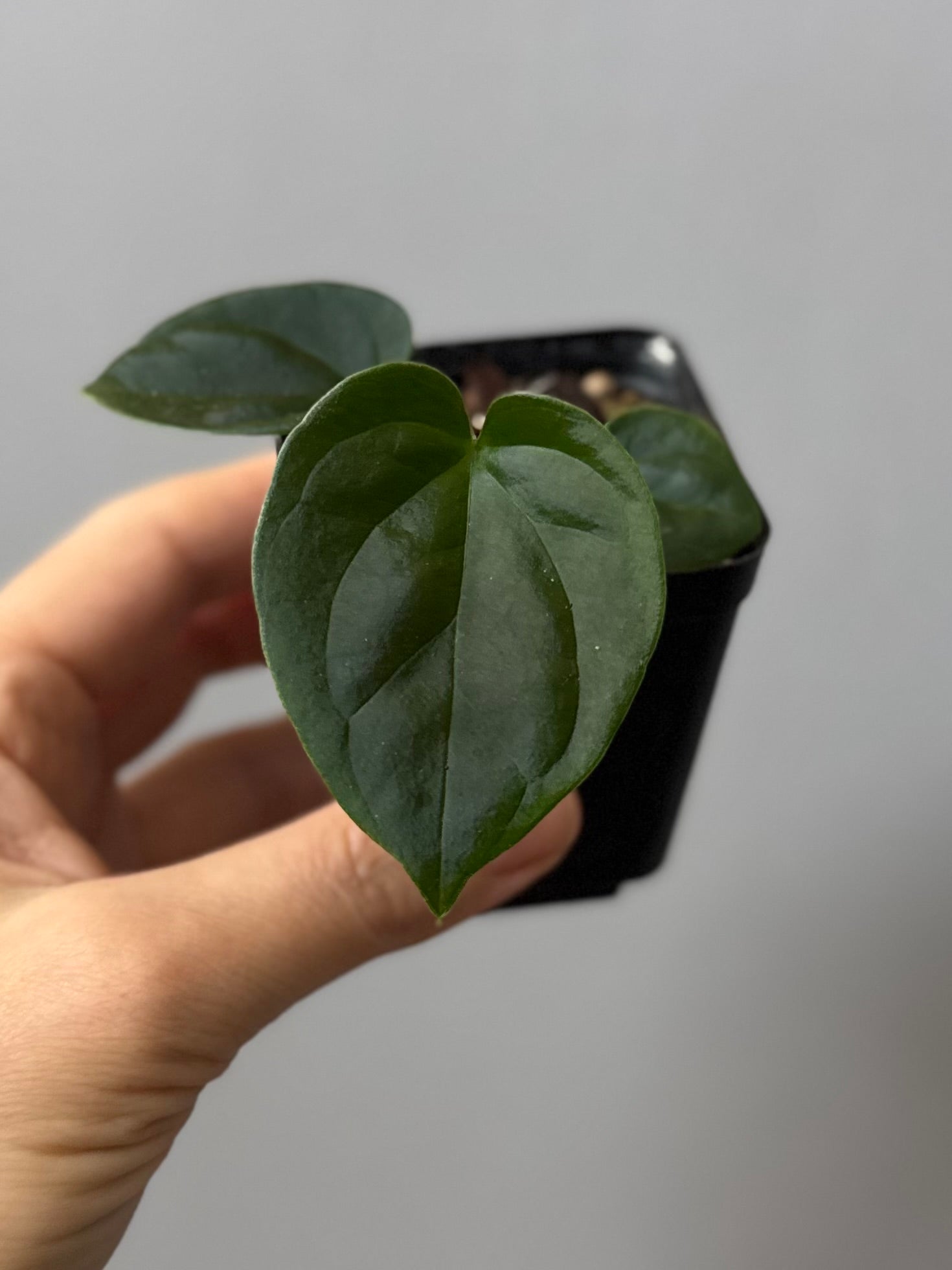 Anthurium KOS x debilis