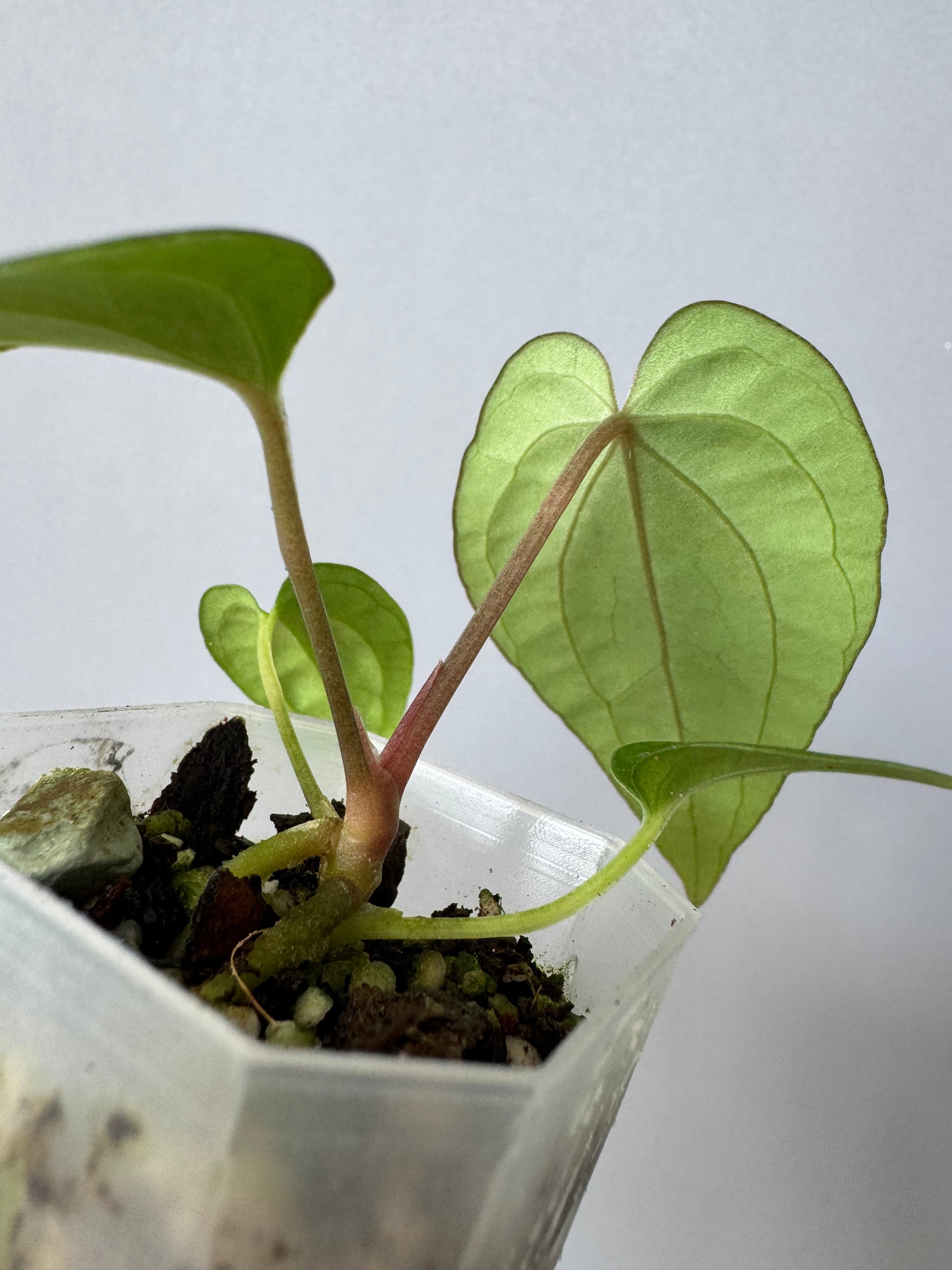 Anthurium (BVEP x Kuna) x (BVEP RxF x F) by thelonelysanctuary